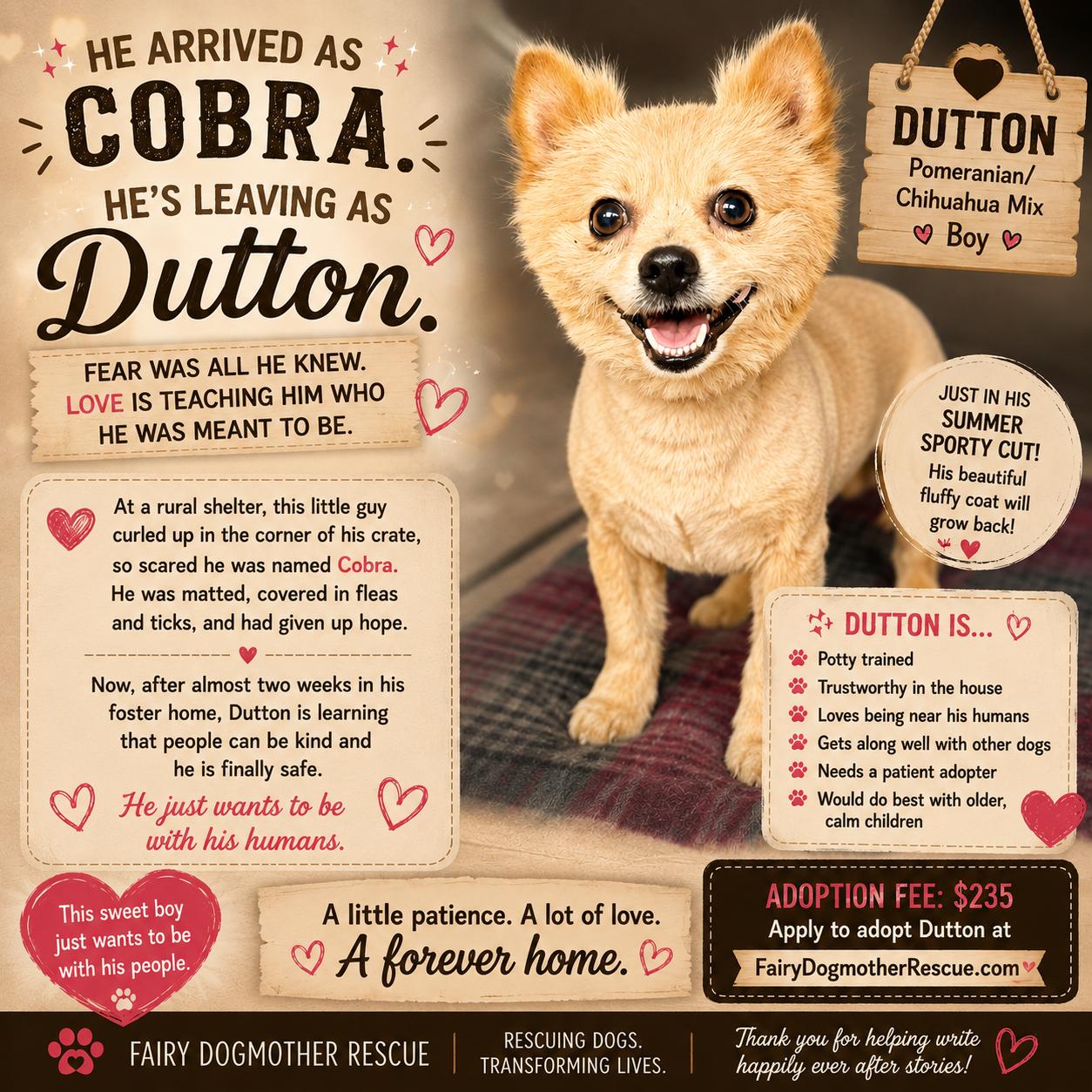 Dutton, ADOPTABLE, Adult Male Pomeranian & Chihuahua.