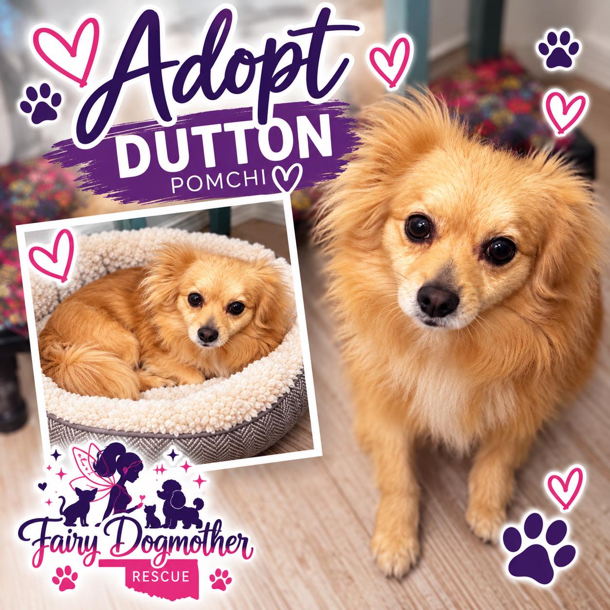Dutton, Adoptable, Adult Male Pomeranian & Chihuahua.