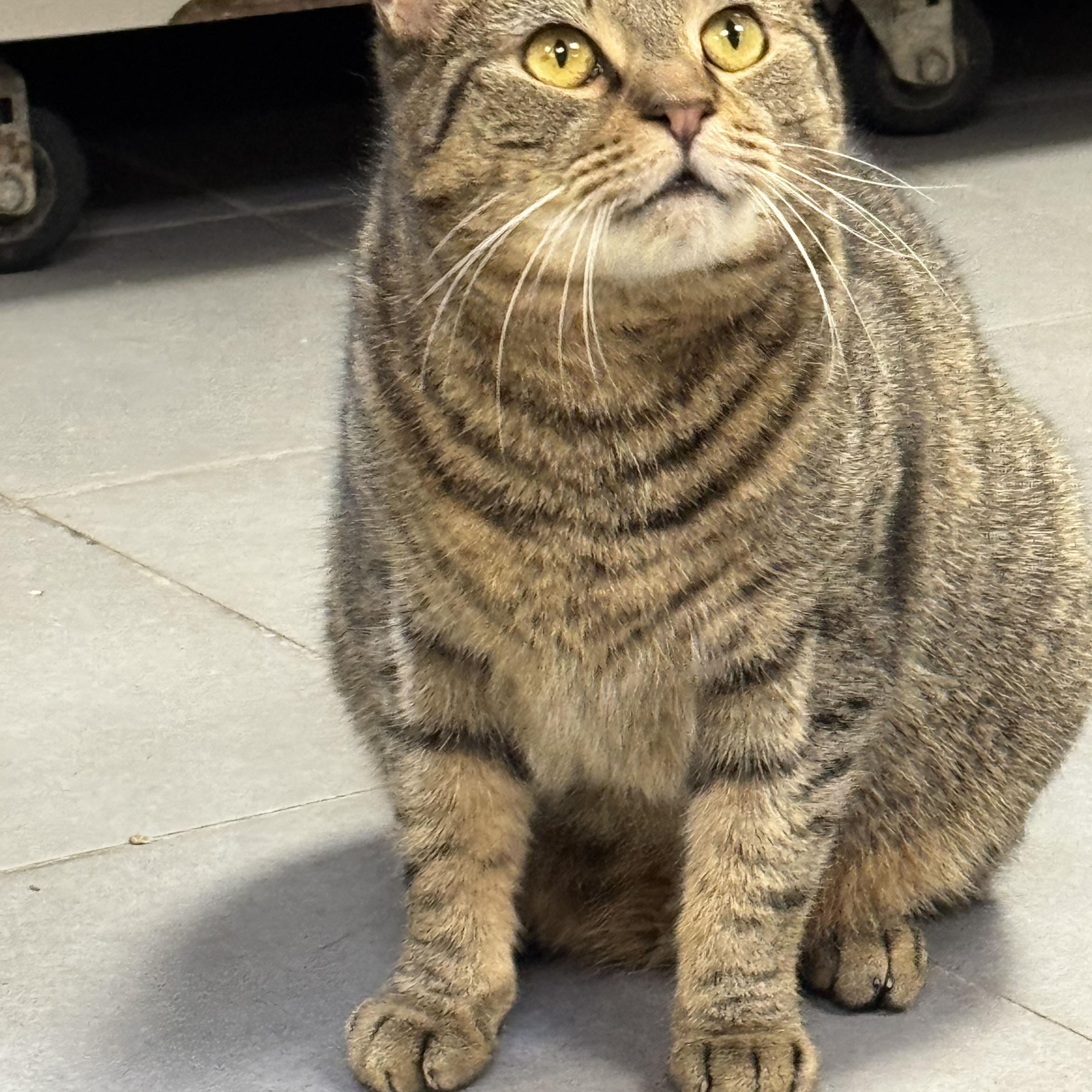 Hunter, Young Male Domestic Short Hair