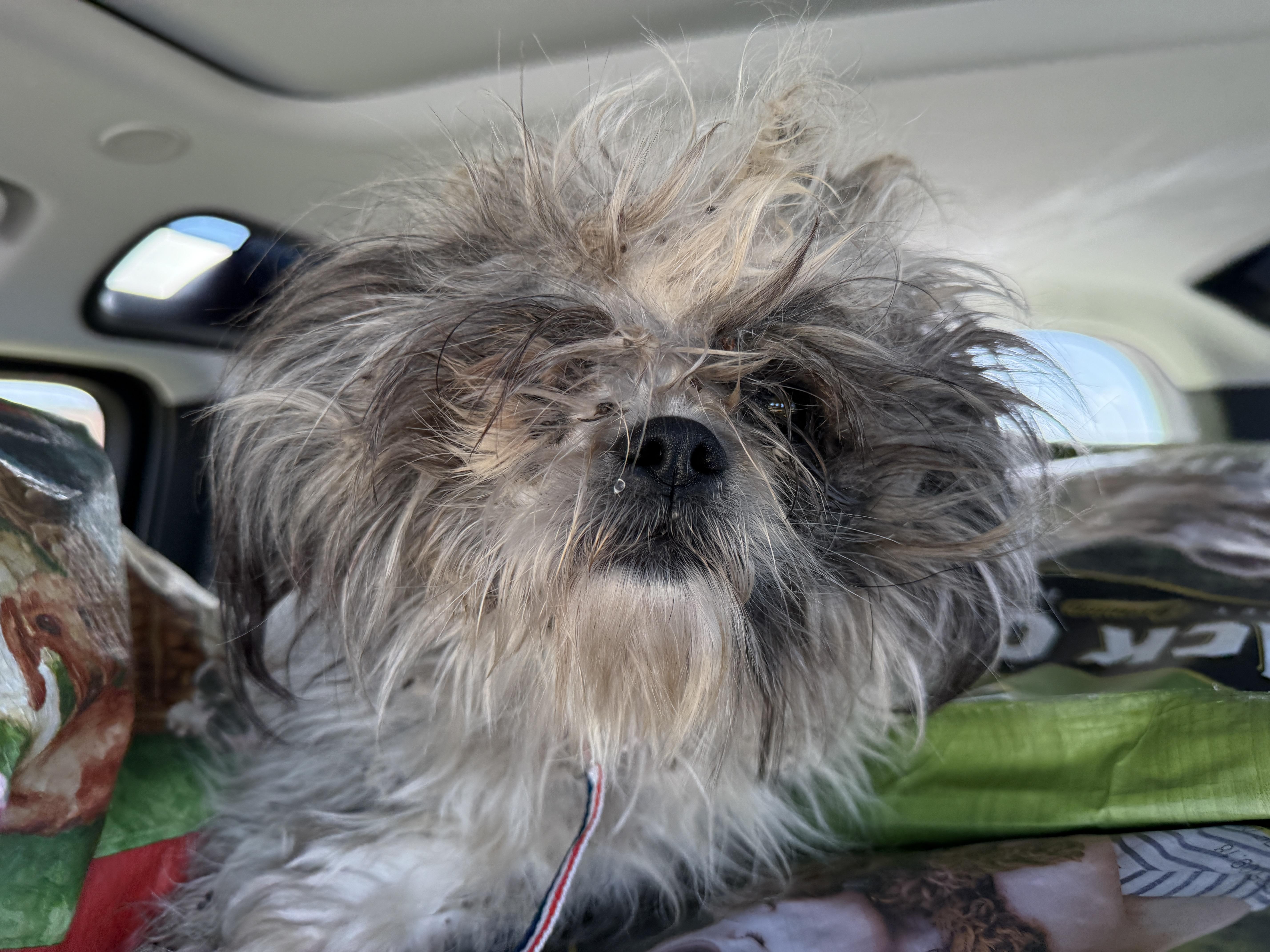 Betty, a Adoptable mixed breed in Rockford, IL image 1/6