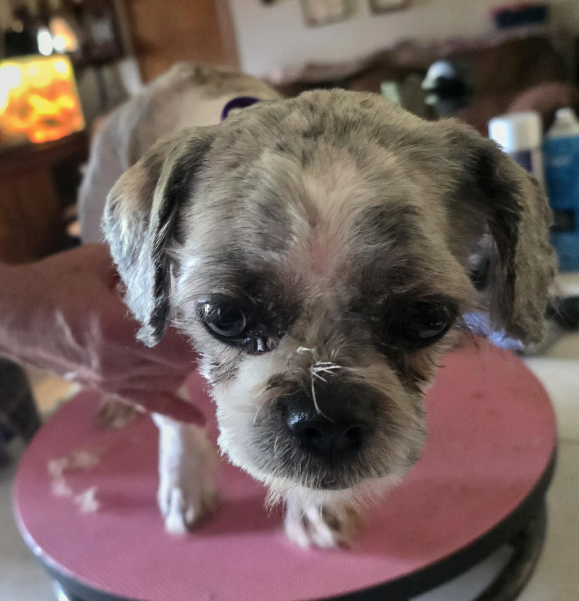 Betty, a Adoptable mixed breed in Rockford, IL image 4/6