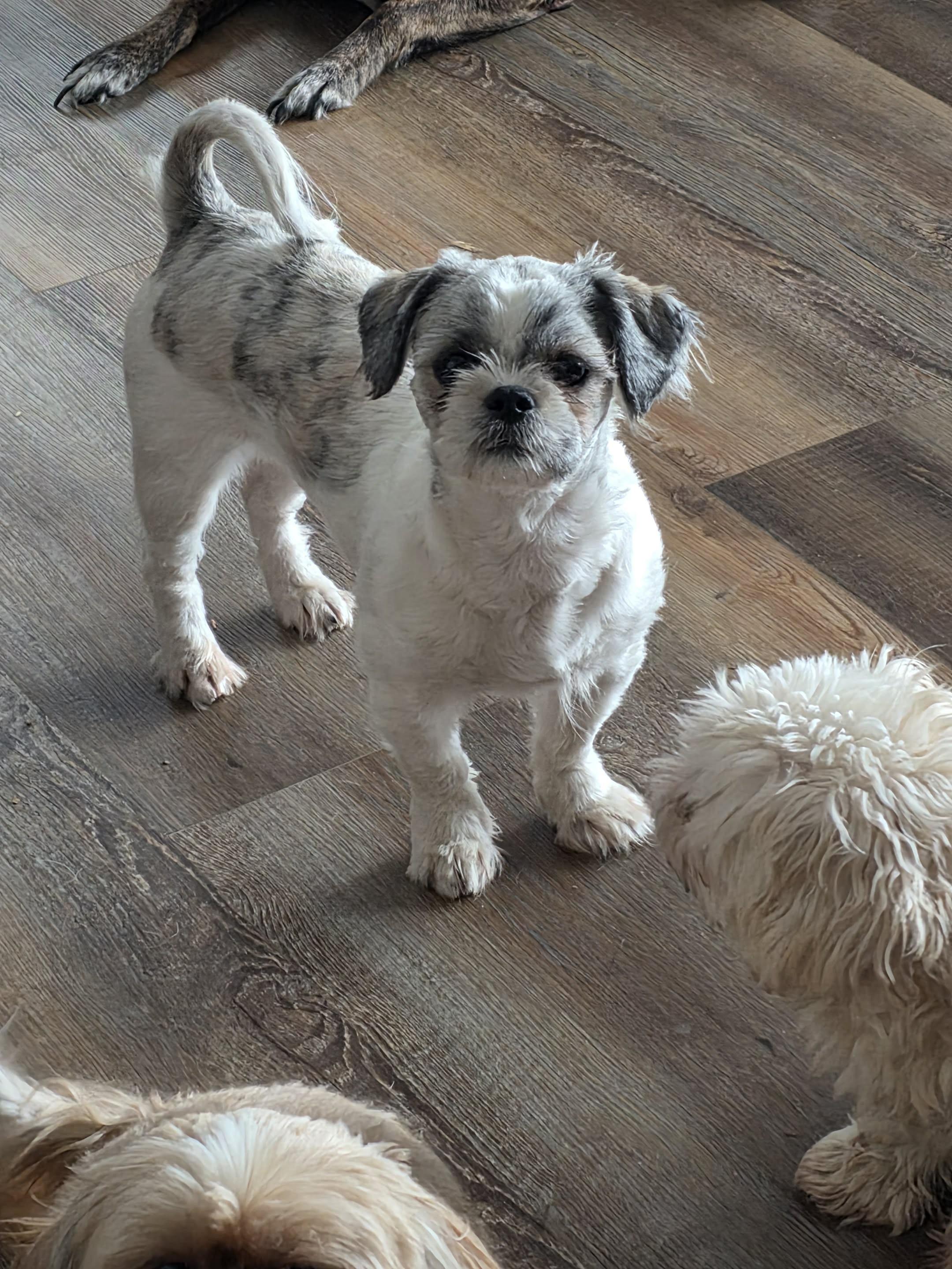 Betty, Adoptable, Adult Female Shih Tzu.