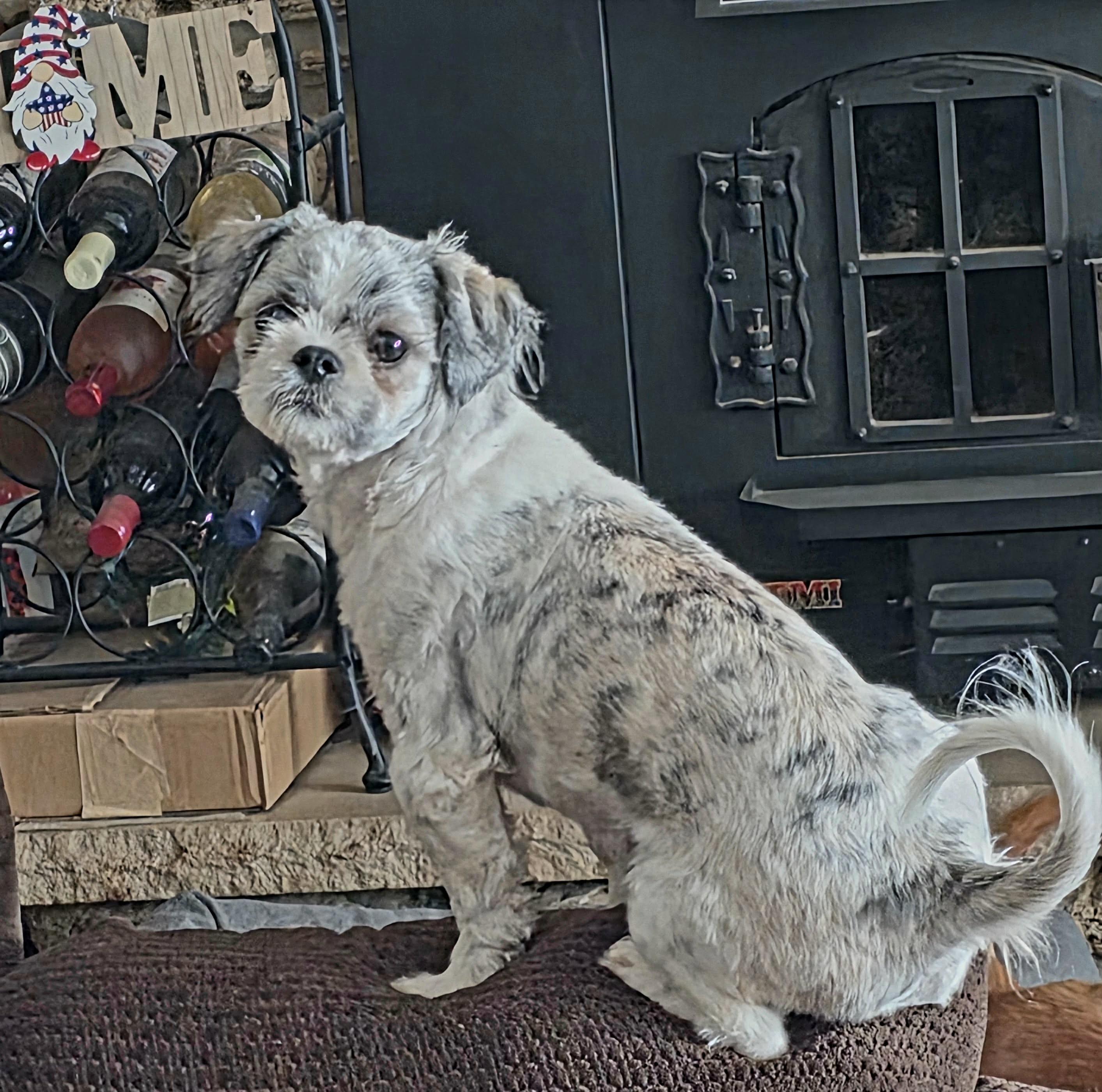 Betty, a Adoptable mixed breed in Rockford, IL image 5/6