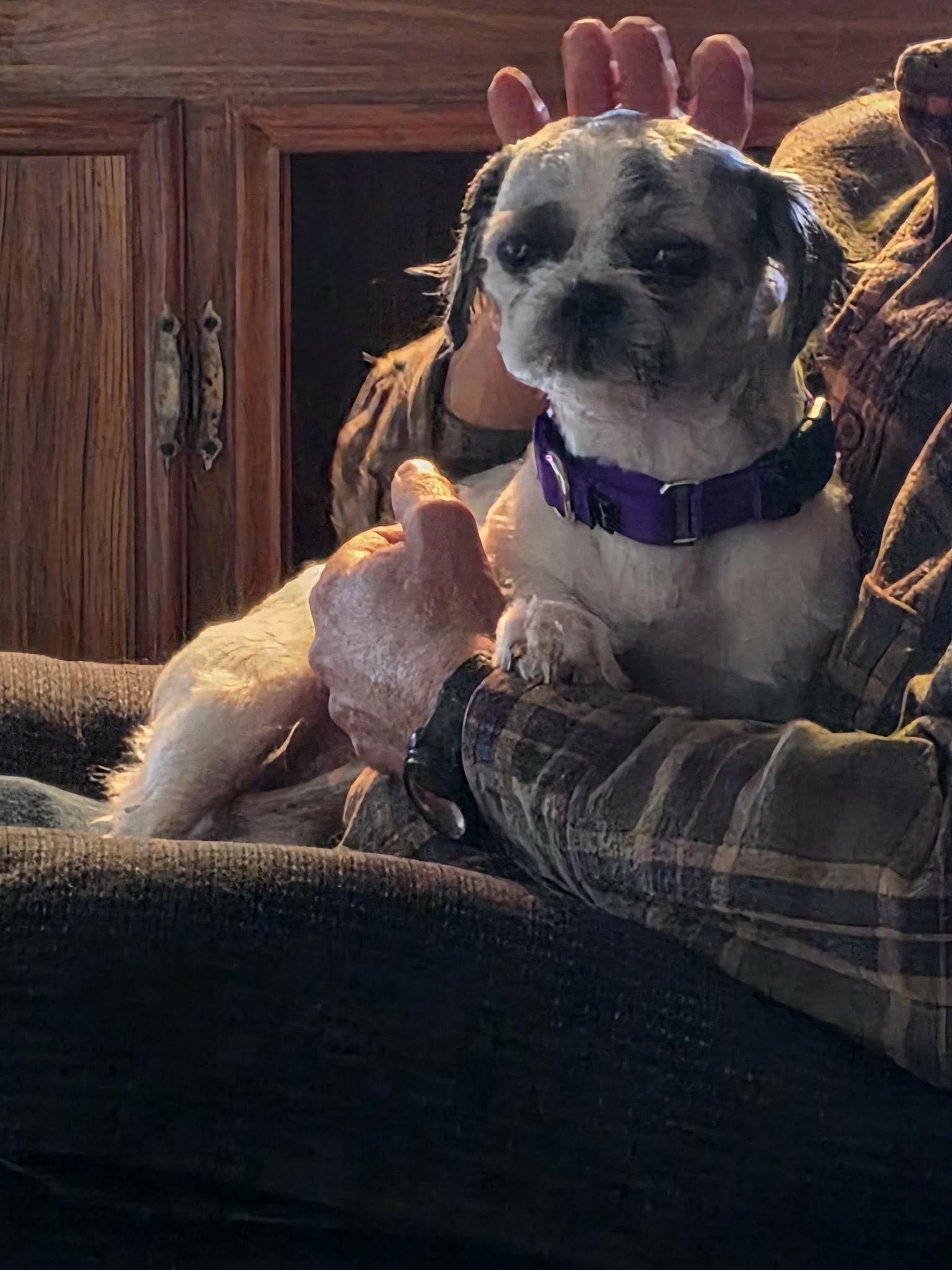 Betty, a Adoptable mixed breed in Rockford, IL image 3/6