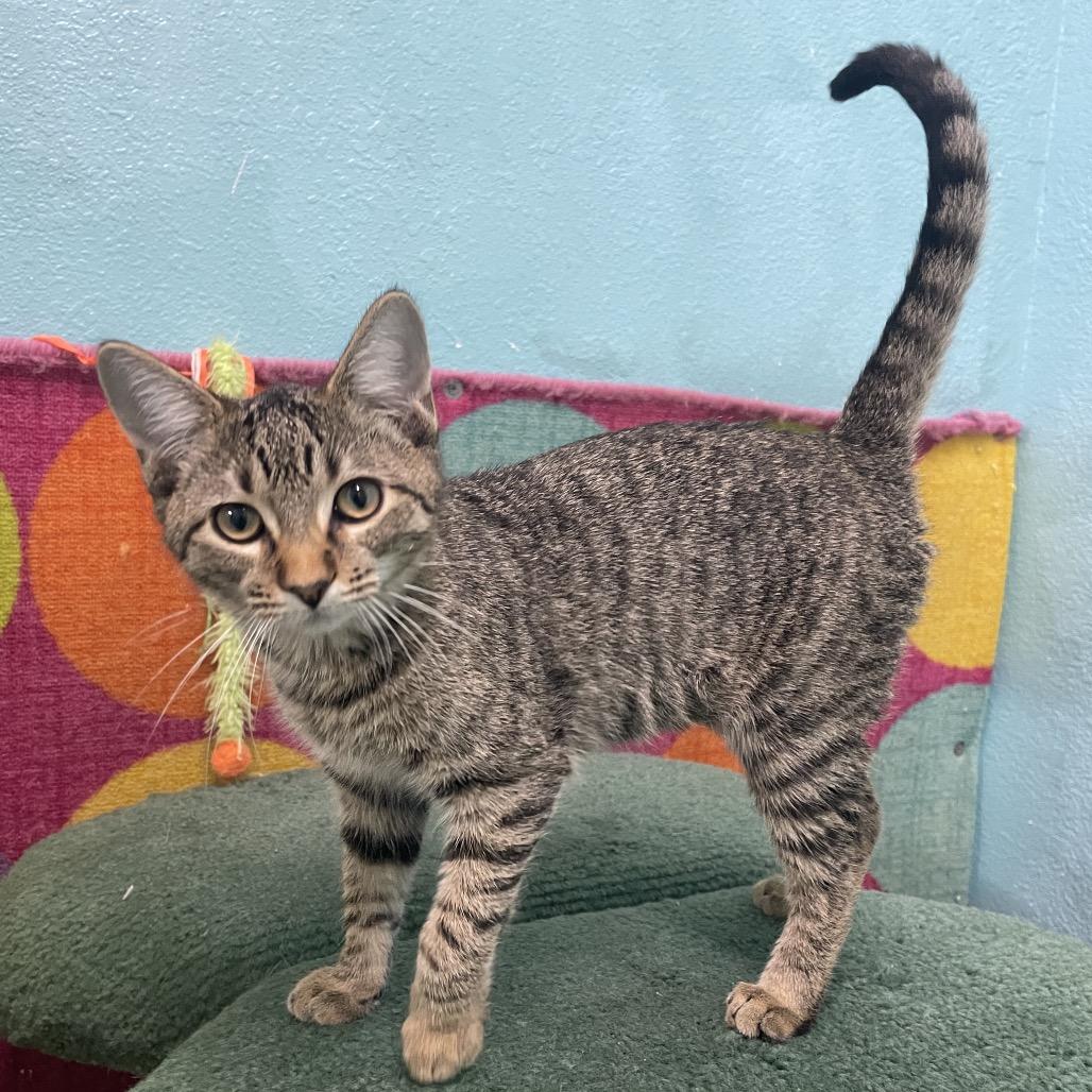 Captain, Adoptable, Kitten Female Domestic Short Hair.