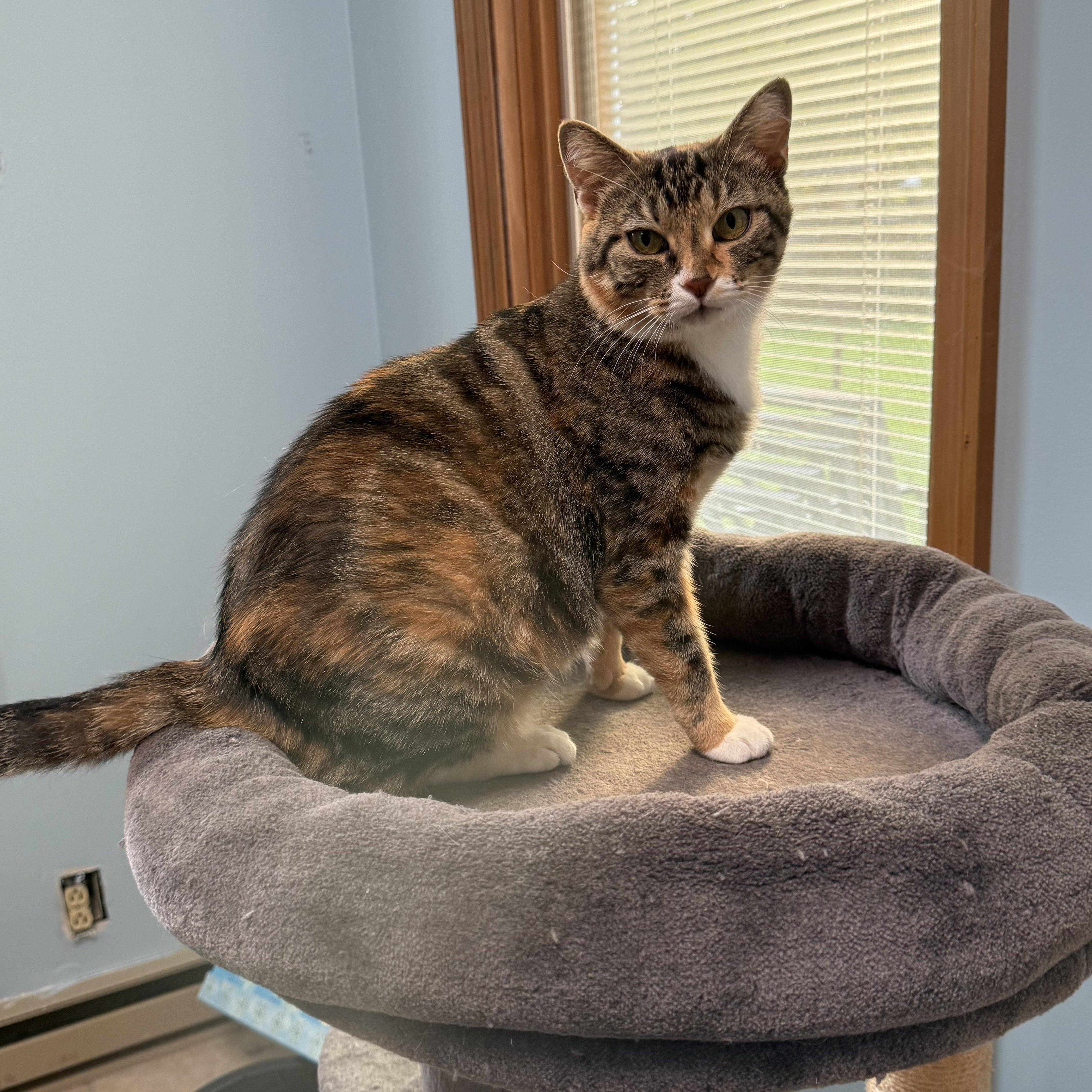 Callie the Cat, a ADOPTABLE Calico in Murray, KY image 3/6