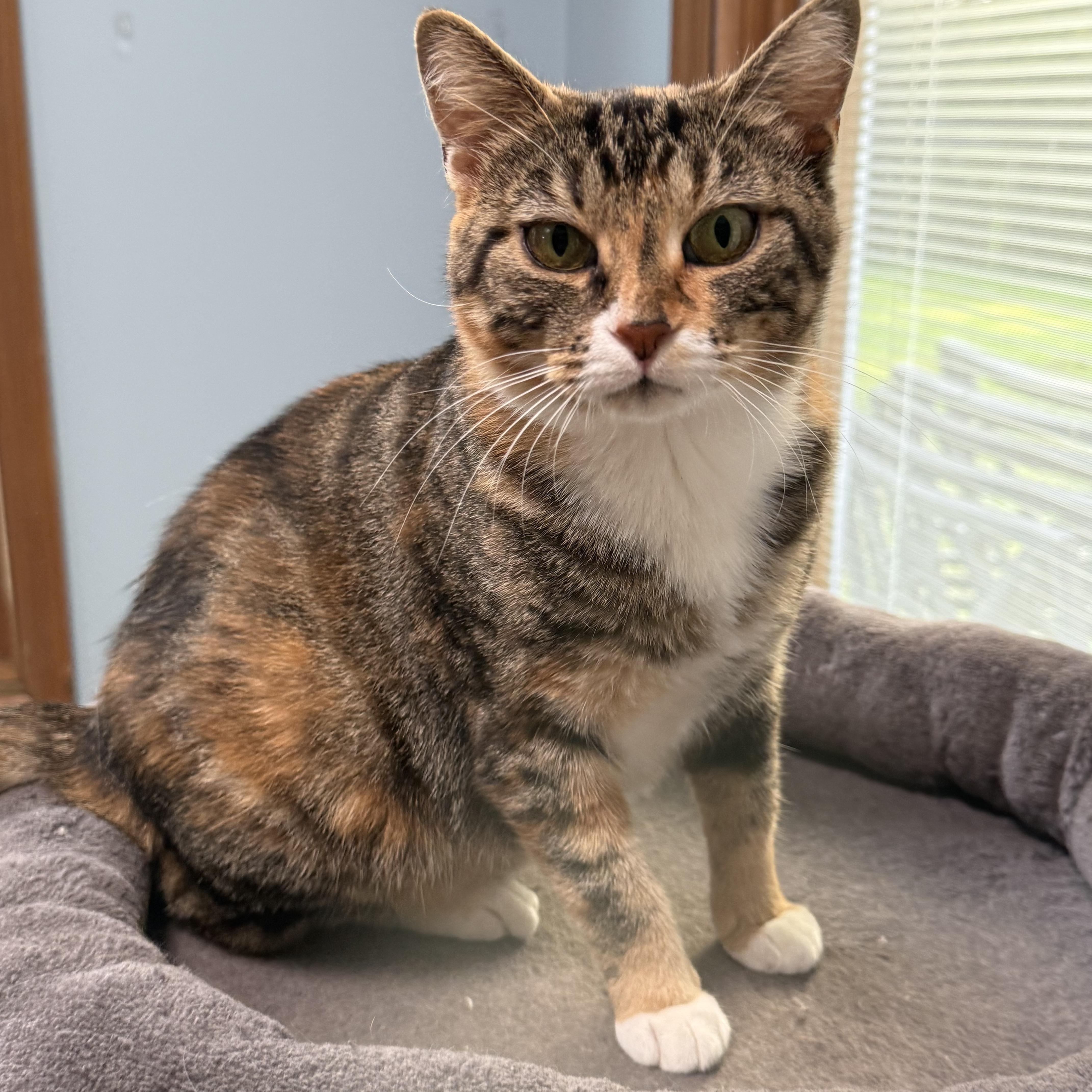 Callie the Cat, ADOPTABLE, Young Female Calico.