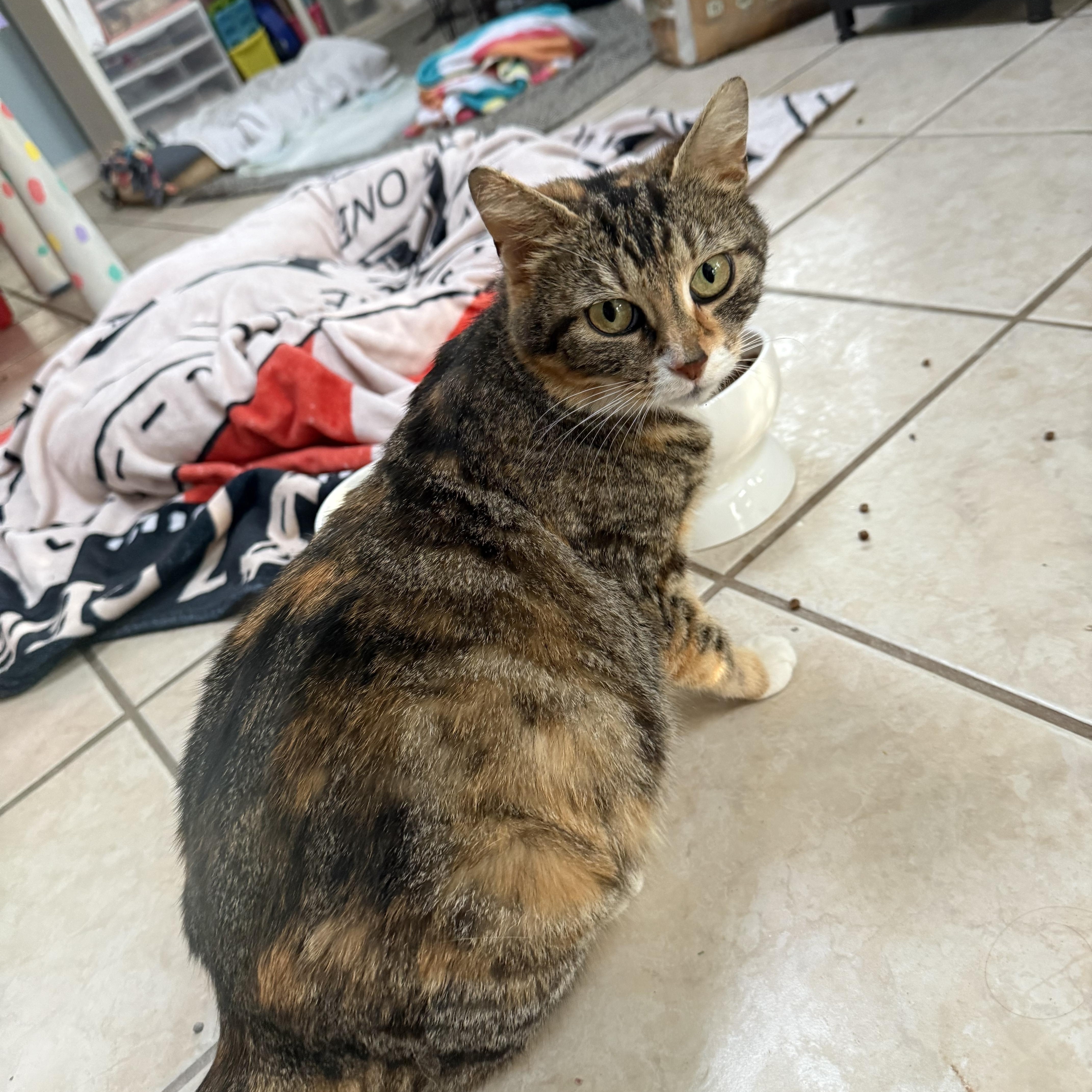 Callie, a ADOPTABLE Calico in Murray, KY image 3/6