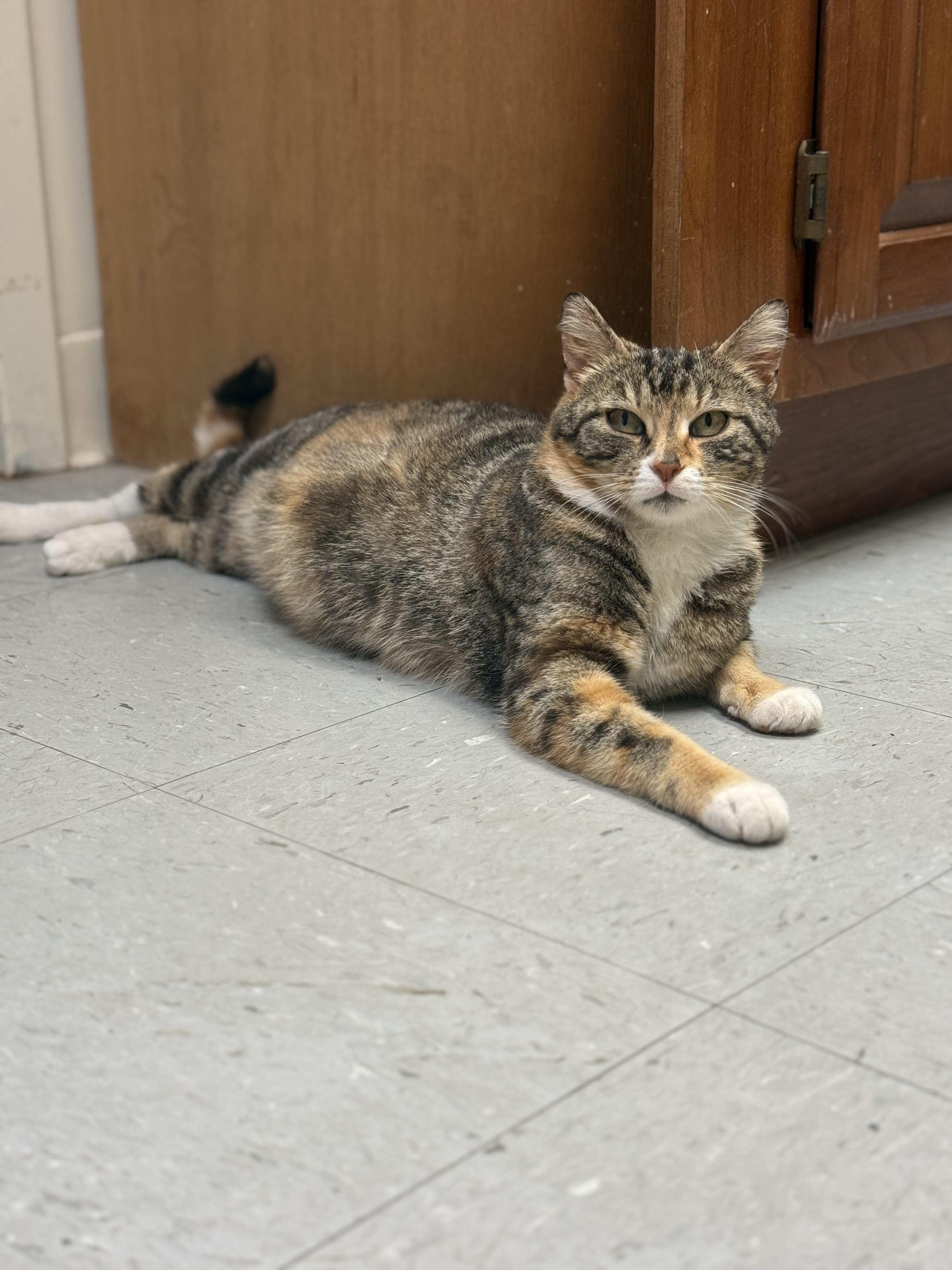 Callie, a ADOPTABLE Calico in Murray, KY image 2/6