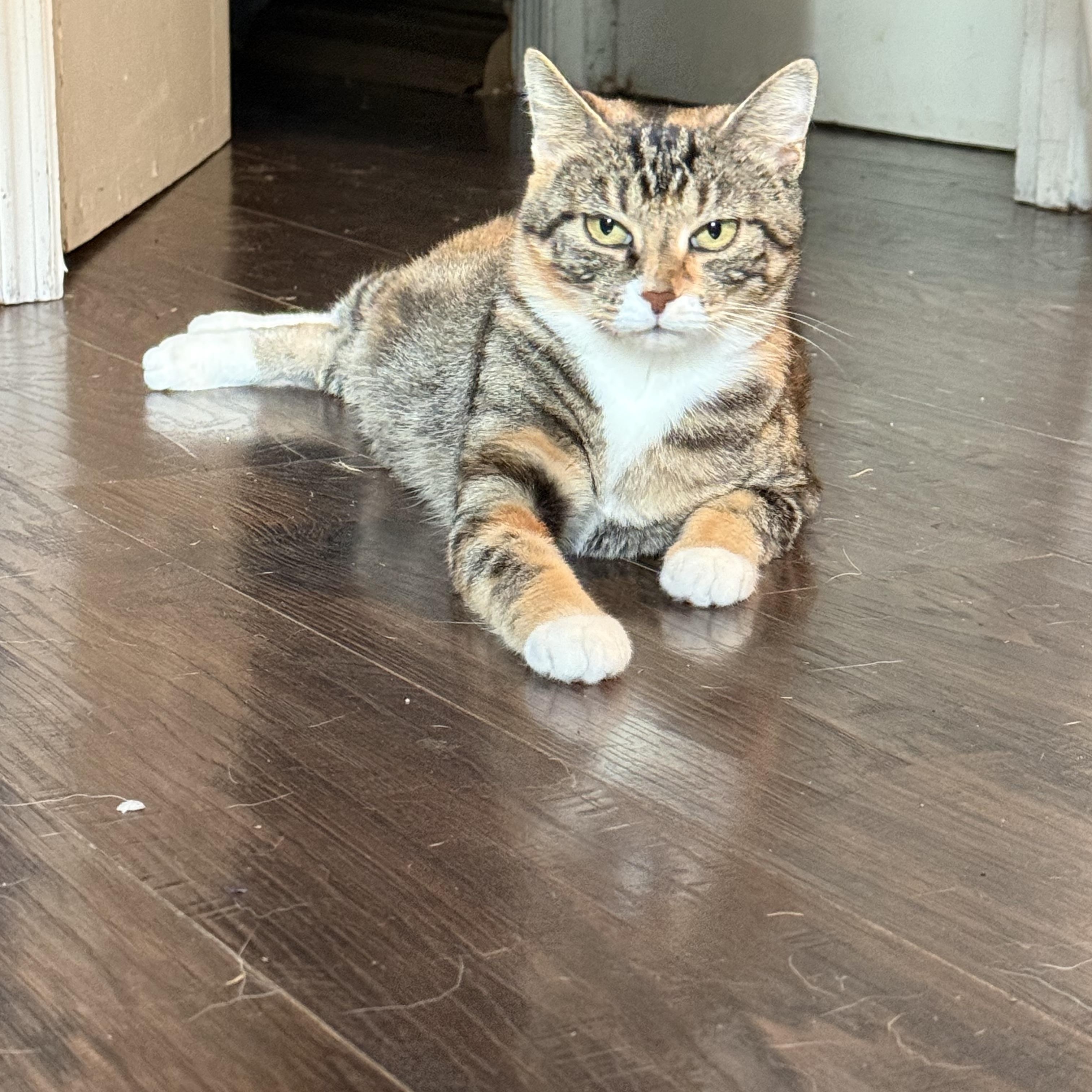 Callie the Cat, a ADOPTABLE Calico in Murray, KY image 2/6