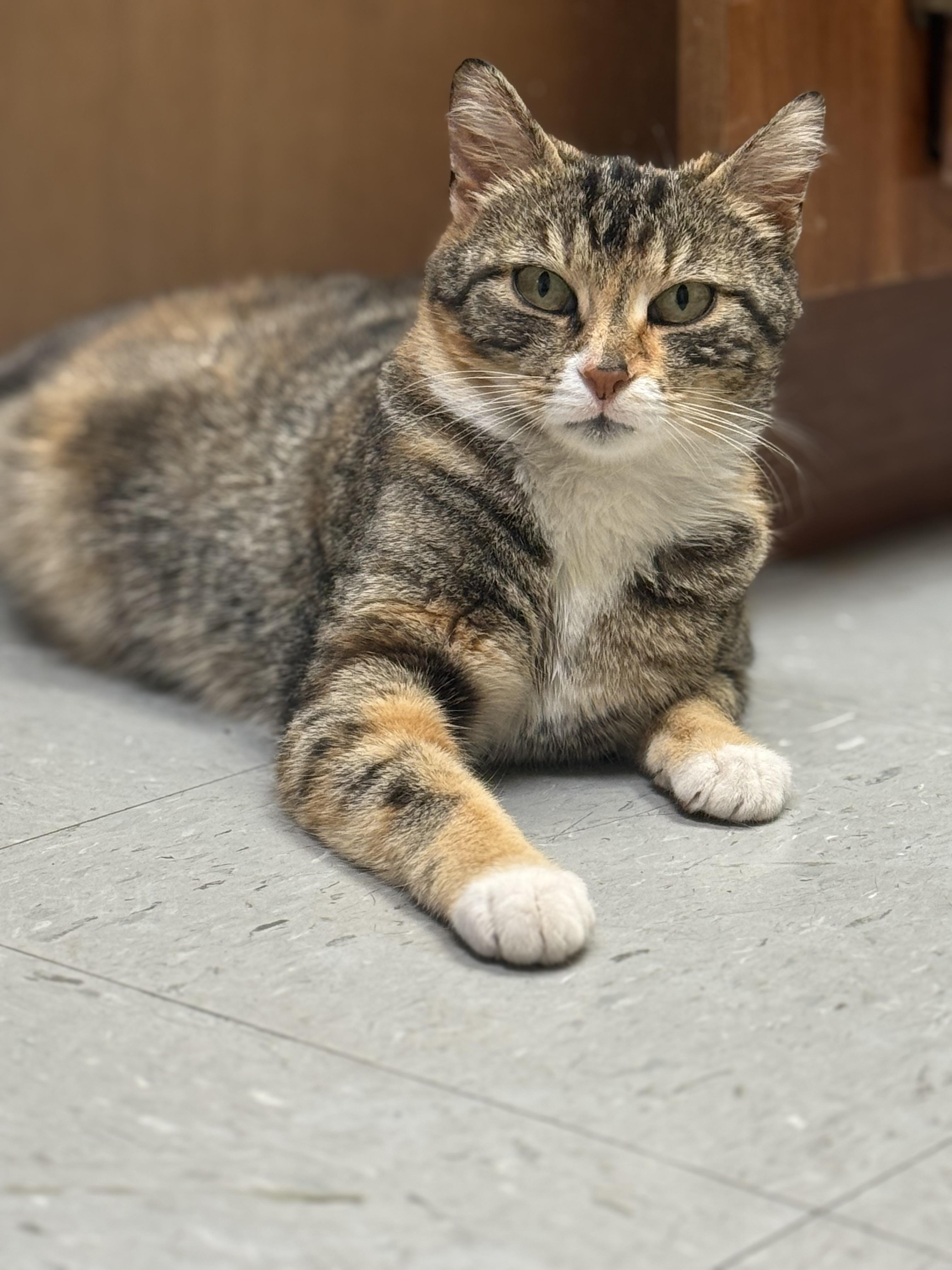 Callie, a ADOPTABLE Calico in Murray, KY image 1/6