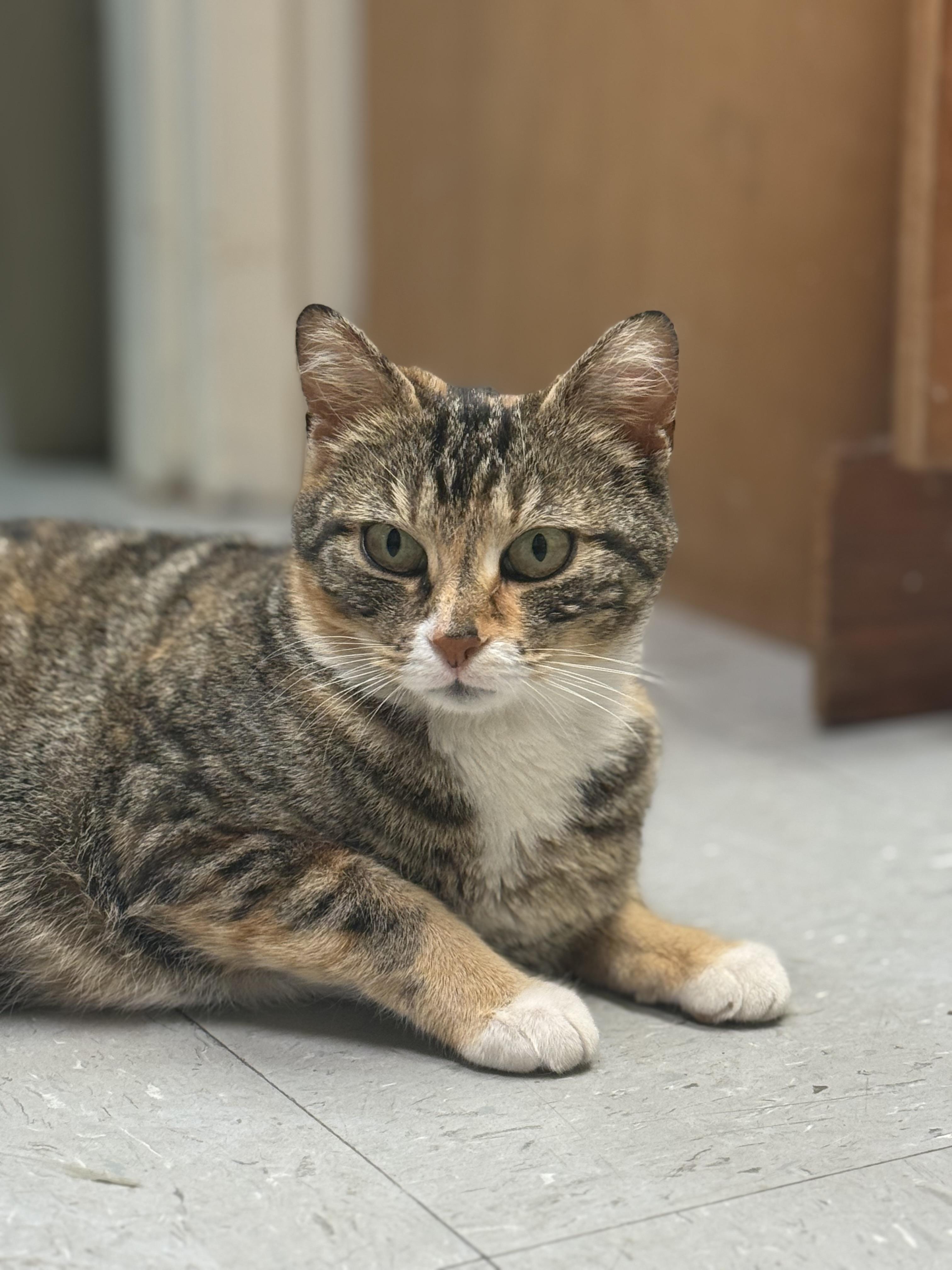 Callie, a ADOPTABLE Calico in Murray, KY image 5/6