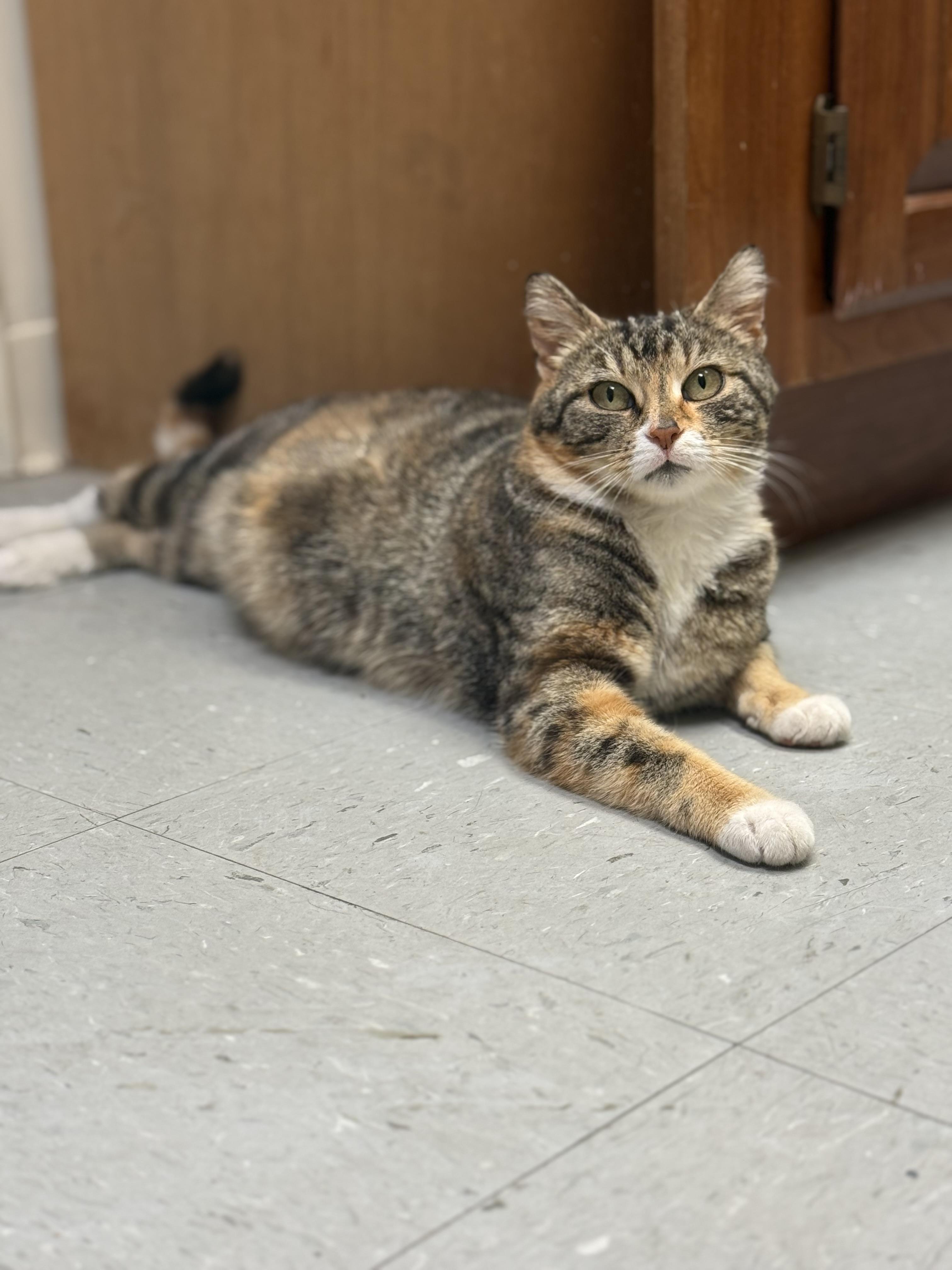 Callie, a ADOPTABLE Calico in Murray, KY image 4/6