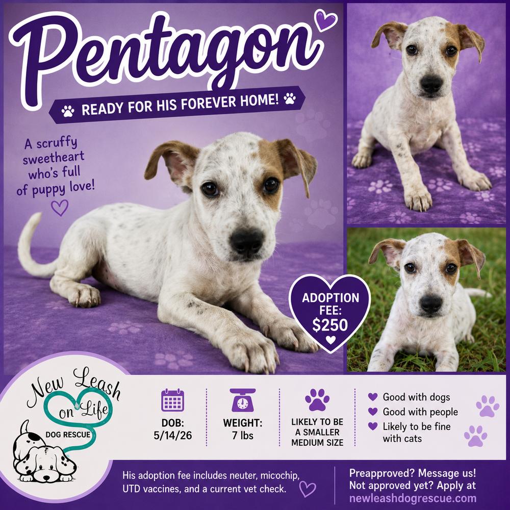 Pentagon, Adoptable, Puppy Male Labrador Retriever.
