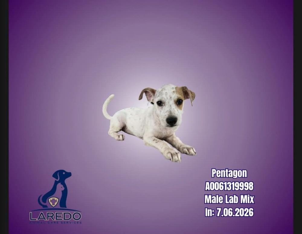 Enlarge Pentagon, a Adoptable mixed breed in Rockland, WI image 2/2