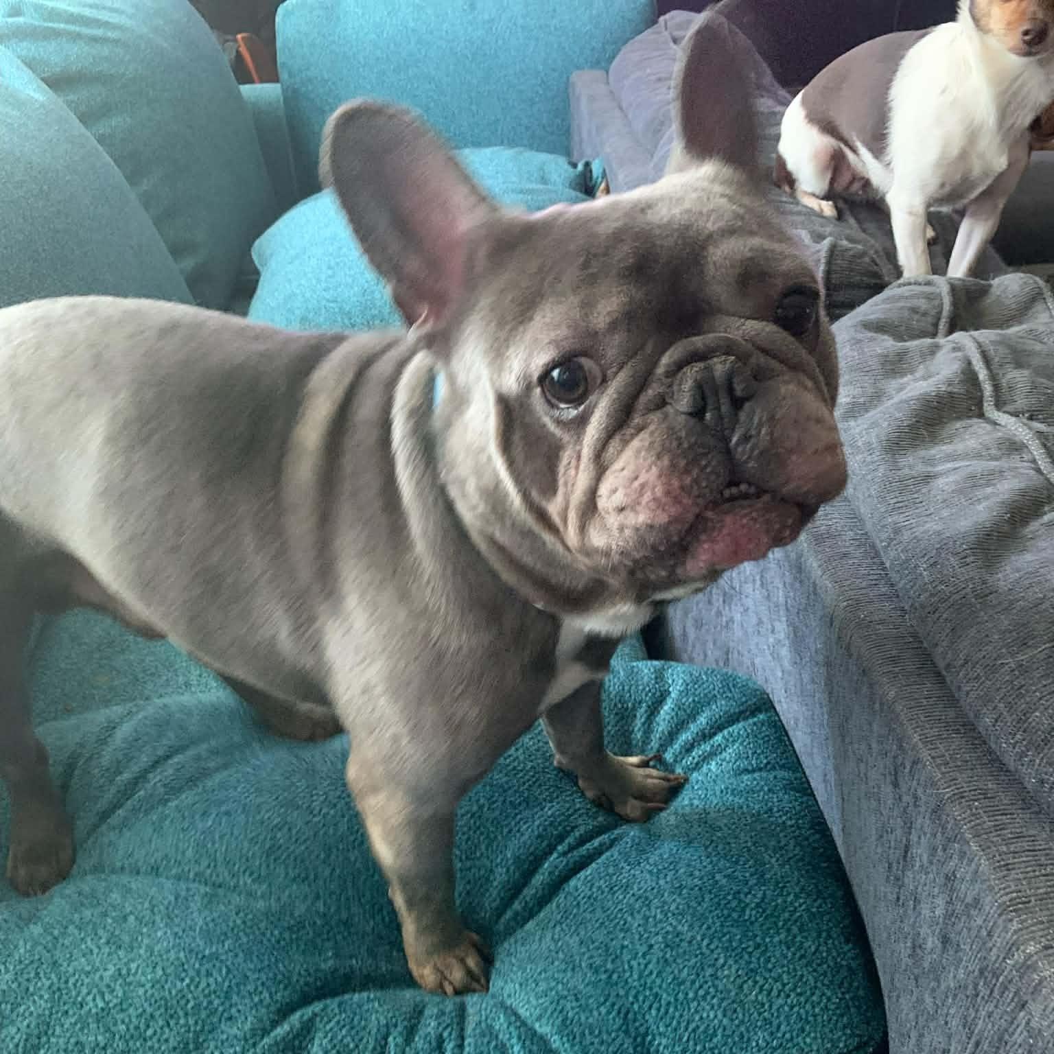 Gronk, an adopted French Bulldog in Ashland, KY image 2/2