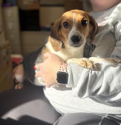 Snickerdoodle, Adoptable, Young Female Hound & Mixed Breed.