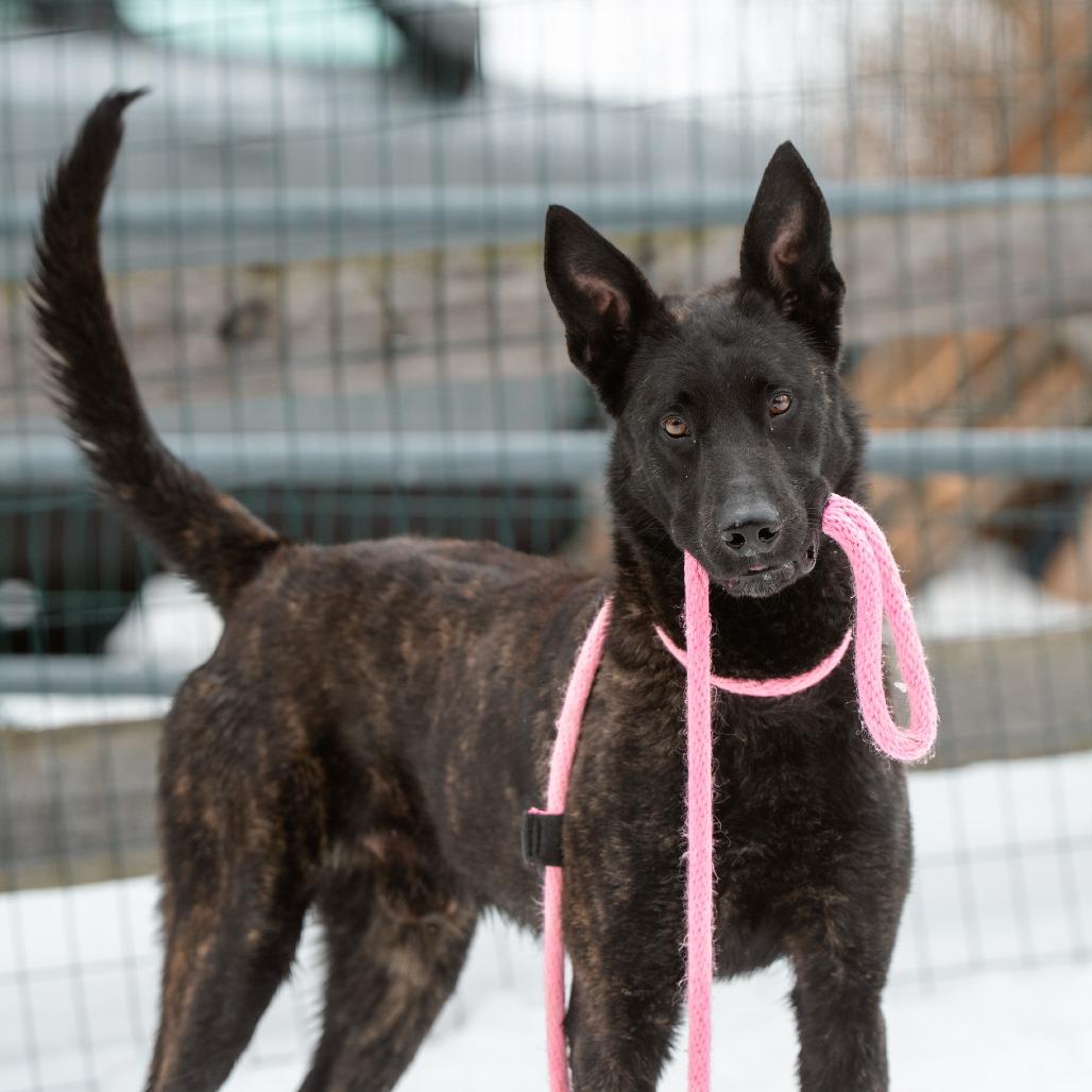 Enlarge Shadow, a Adoptable Dutch Shepherd in Chester Springs, PA image 1/6