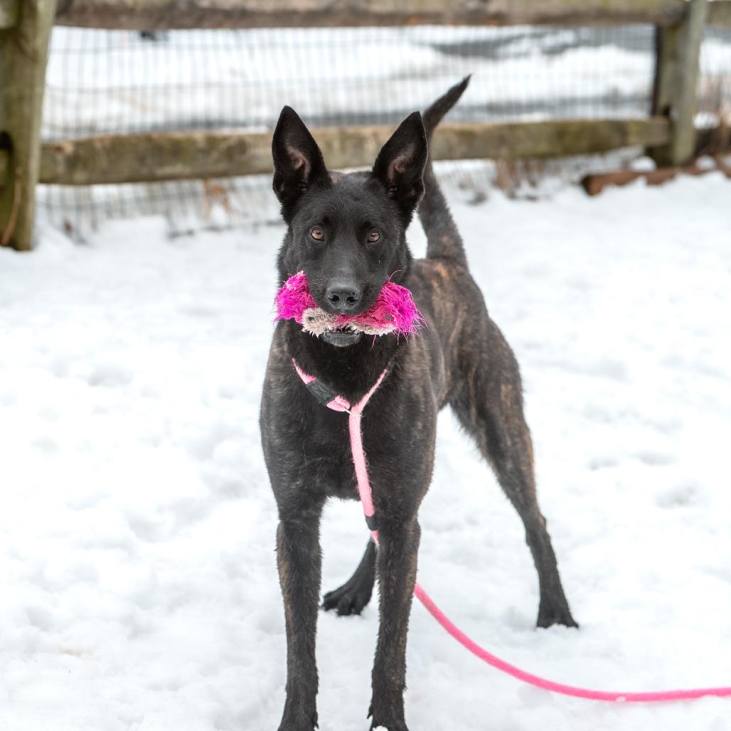 Enlarge Shadow, a Adoptable Dutch Shepherd in Chester Springs, PA image 3/6