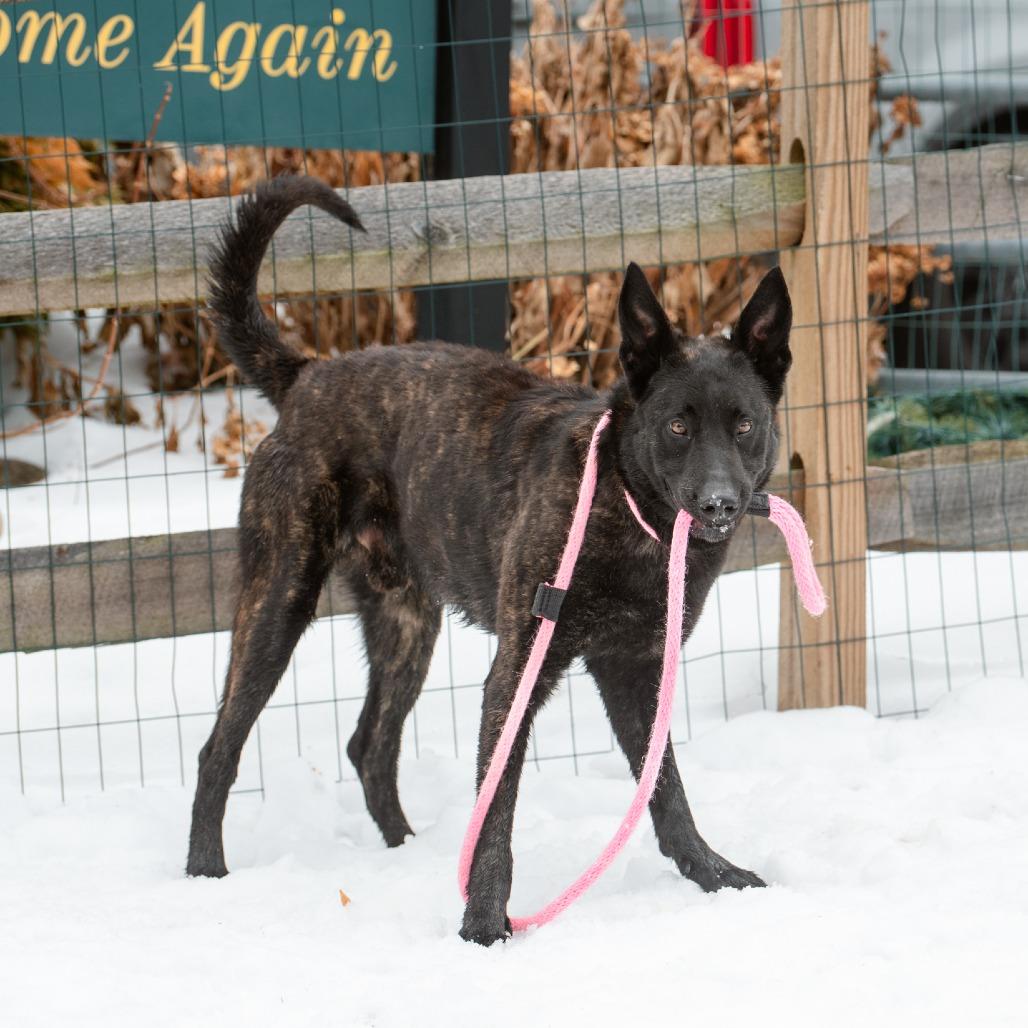 Enlarge Shadow, a Adoptable Dutch Shepherd in Chester Springs, PA image 4/6
