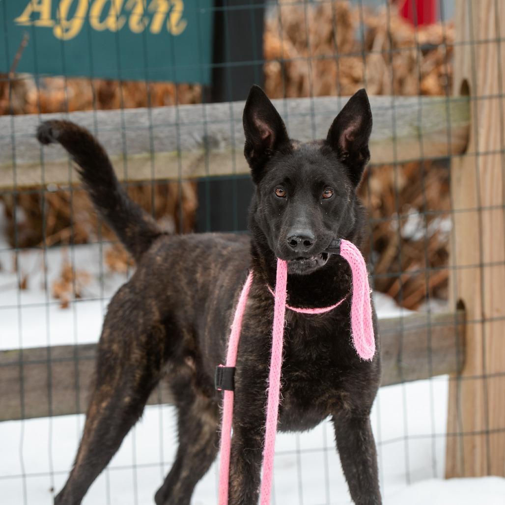 Enlarge Shadow, a Adoptable Dutch Shepherd in Chester Springs, PA image 6/6