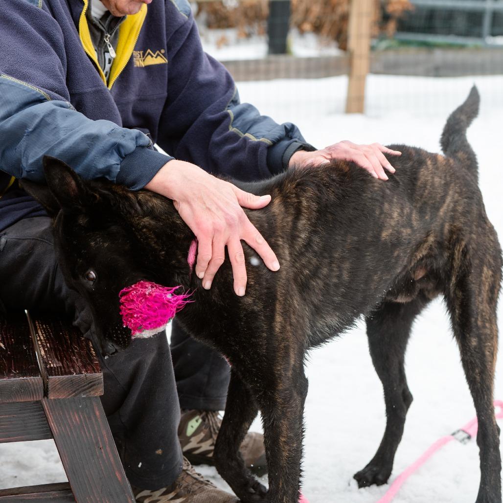 Enlarge Shadow, a Adoptable Dutch Shepherd in Chester Springs, PA image 2/6