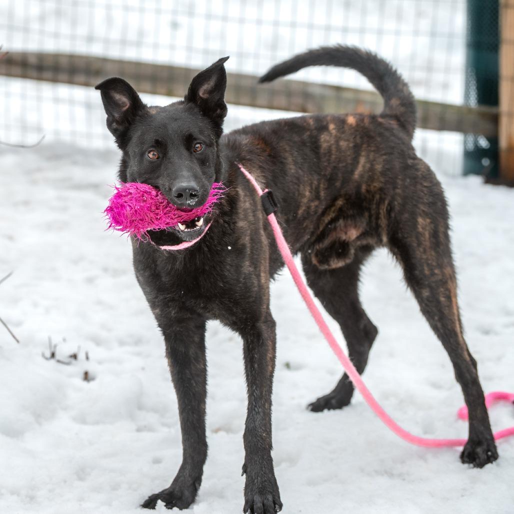 Enlarge Shadow, a Adoptable Dutch Shepherd in Chester Springs, PA image 5/6