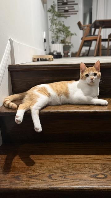 Enlarge Atlas, a ADOPTABLE Domestic Short Hair in Philadelphia, PA image 4/6