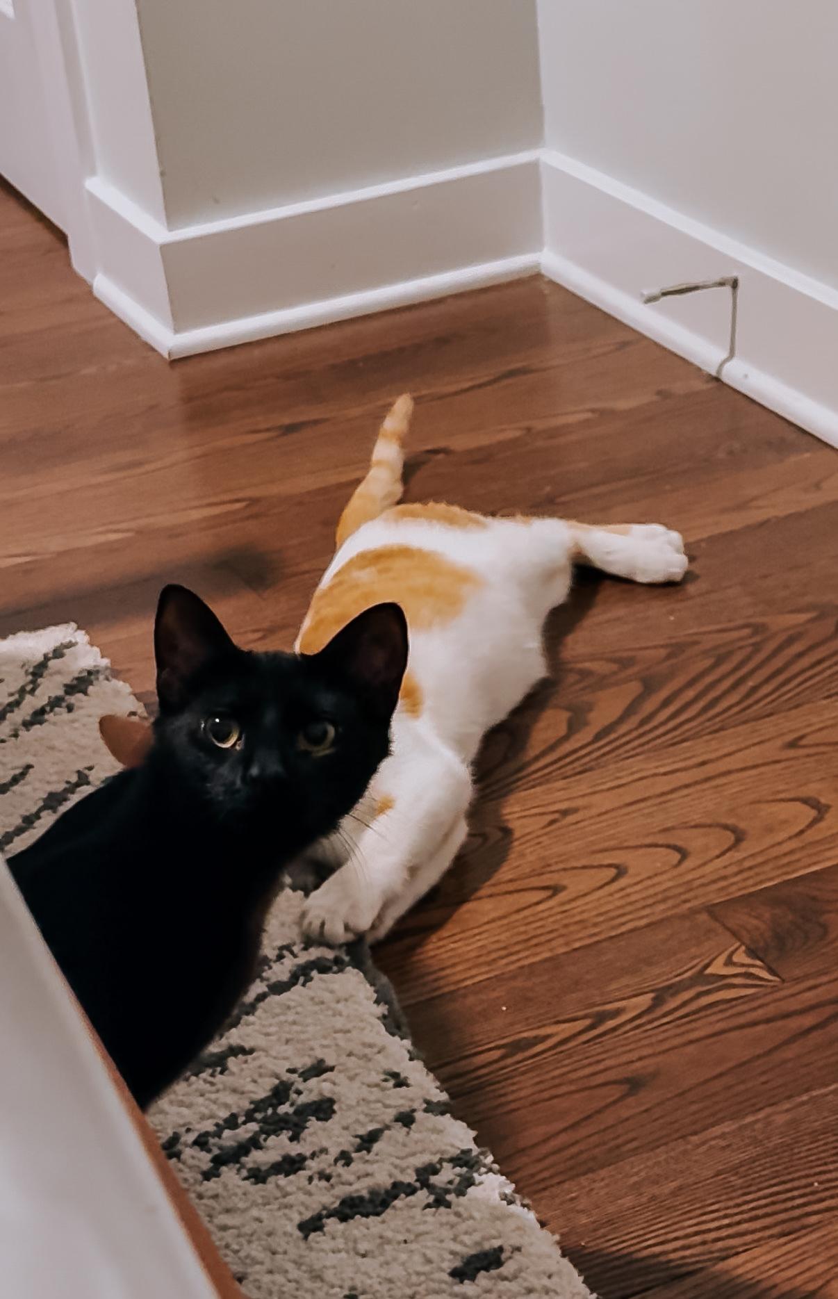 Atlas & Chipotle, ADOPTABLE, Young Male Domestic Short Hair.