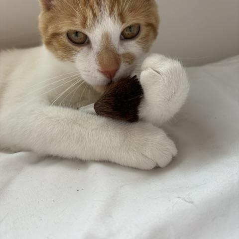 Atlas, ADOPTABLE, Young Male Domestic Short Hair.