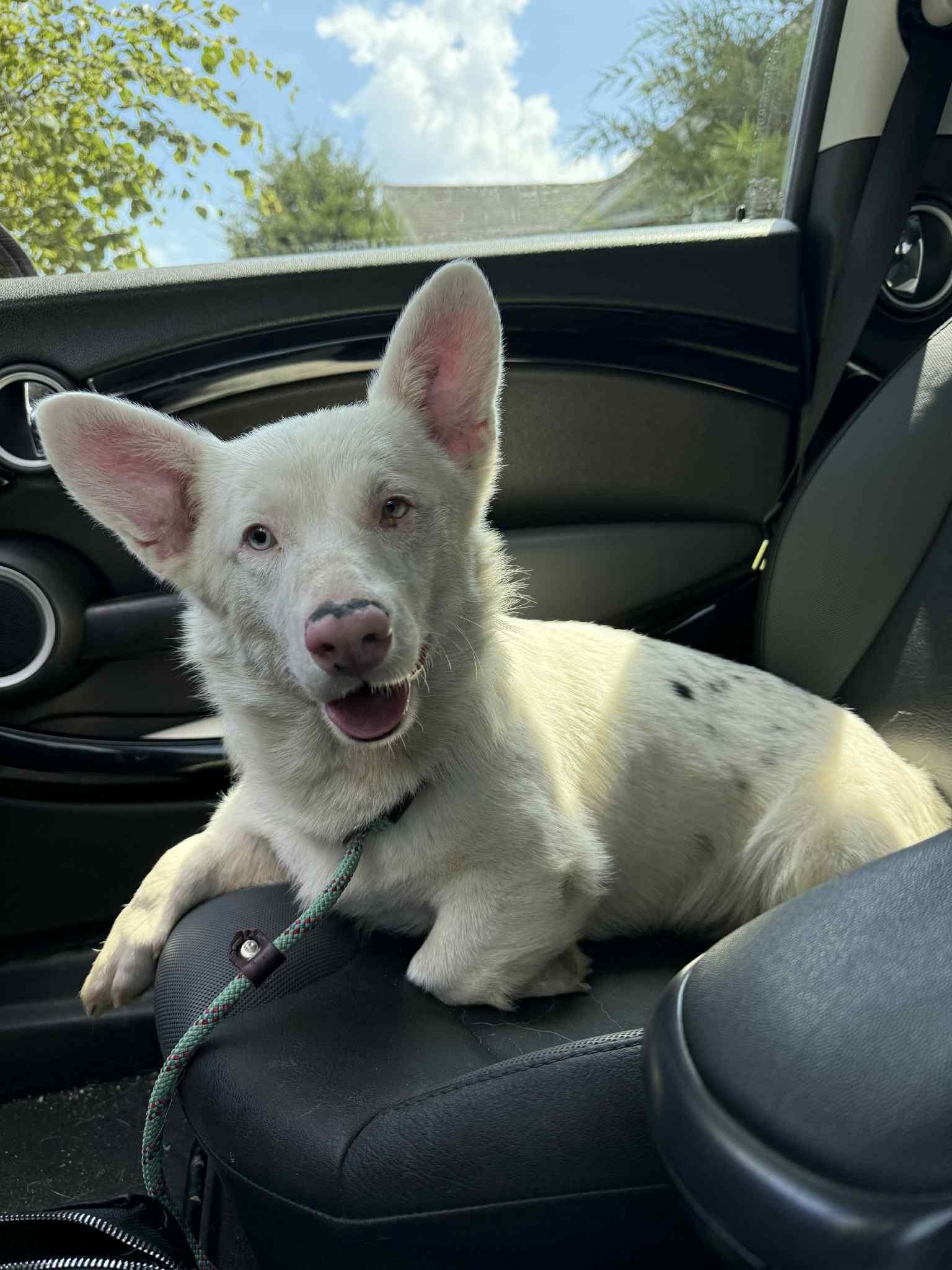Noodle, Adopted, Adult Female Cardigan Welsh Corgi.