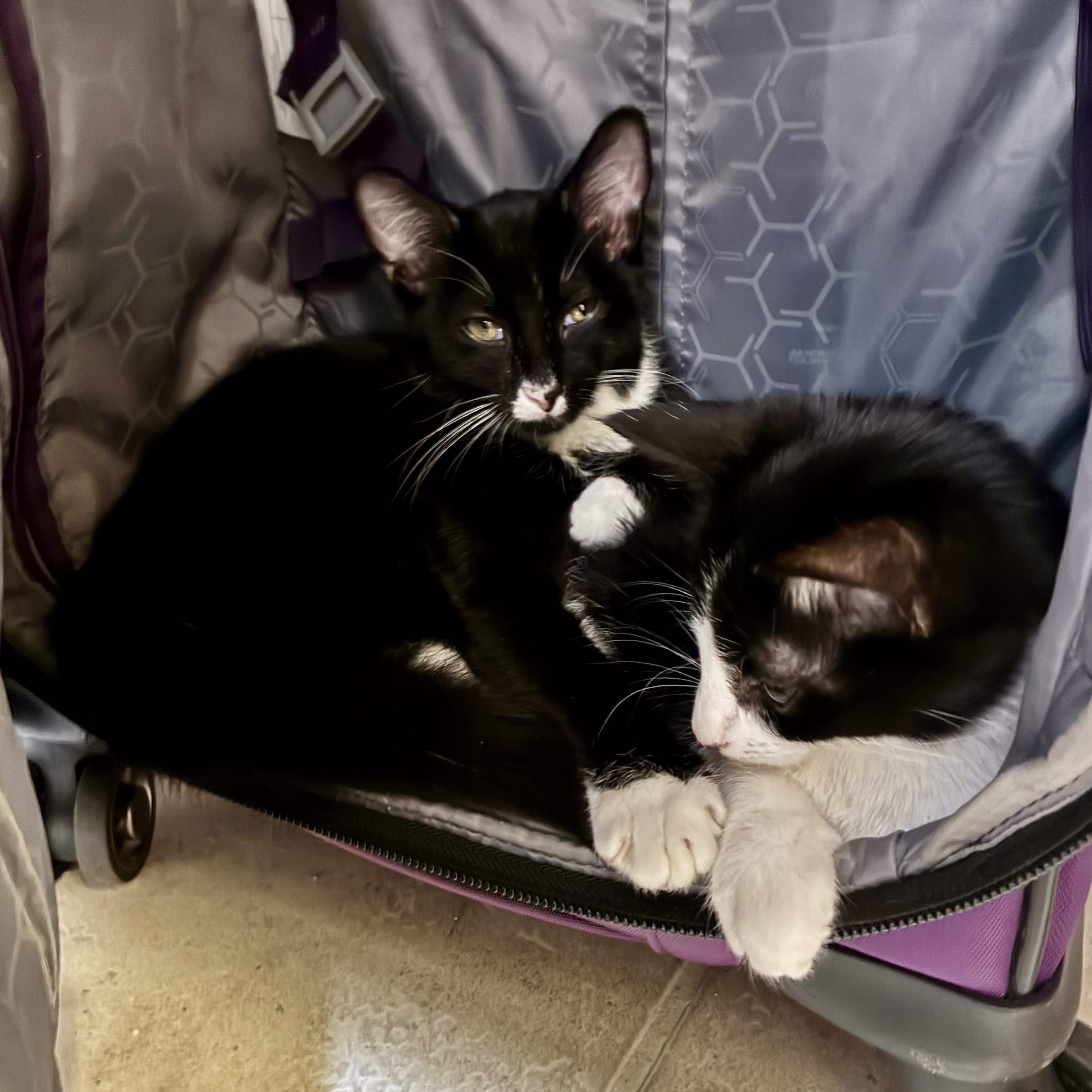 Lucky Numbers (AKA Lucky)