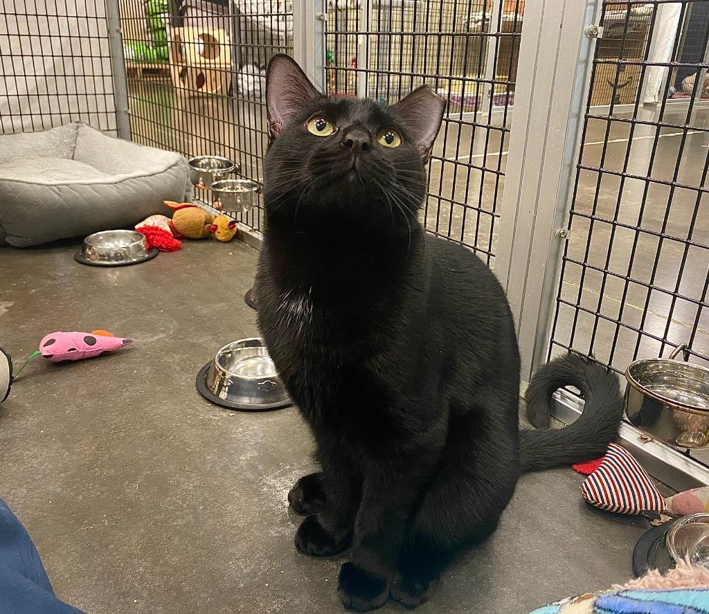 Opperdoezer, Adoptable, Young Male Domestic Short Hair.