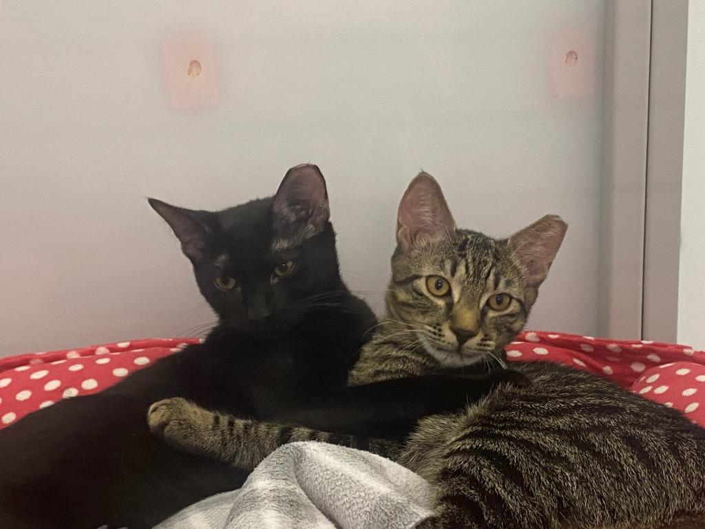 Enlarge Opperdoezer, a Adoptable mixed breed in Raleigh, NC image 2/4