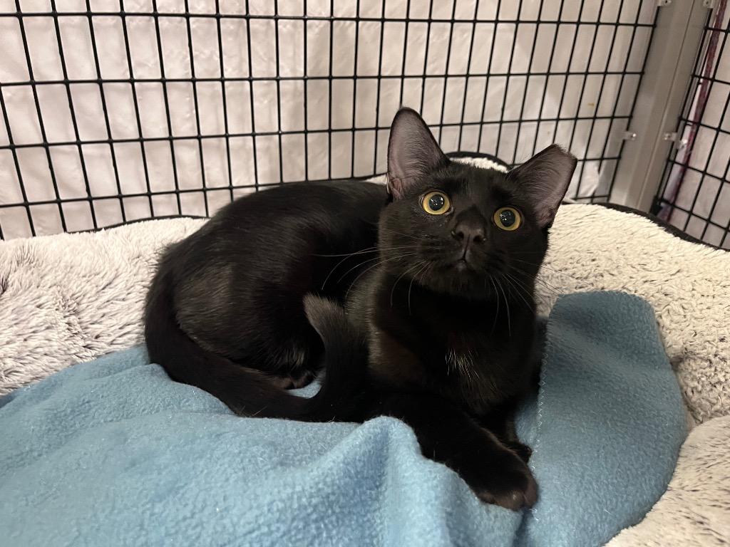 Enlarge Opperdoezer, a Adoptable mixed breed in Raleigh, NC image 3/4