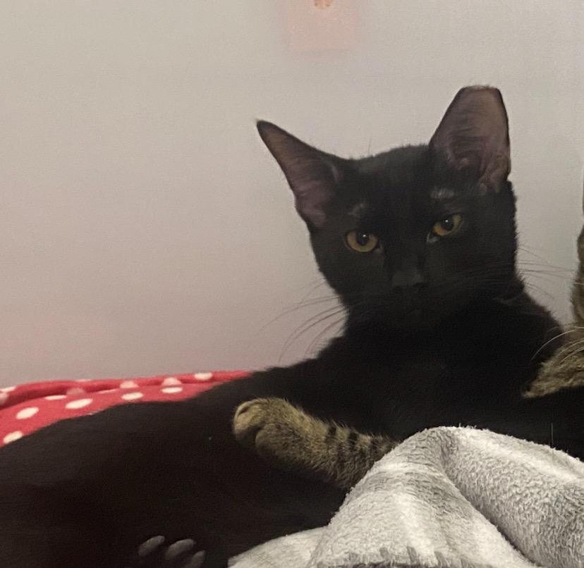 Enlarge Opperdoezer, a Adoptable mixed breed in Raleigh, NC image 4/4