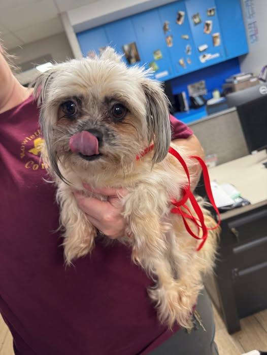 Hope, Adopted, Young Female Mixed Breed.