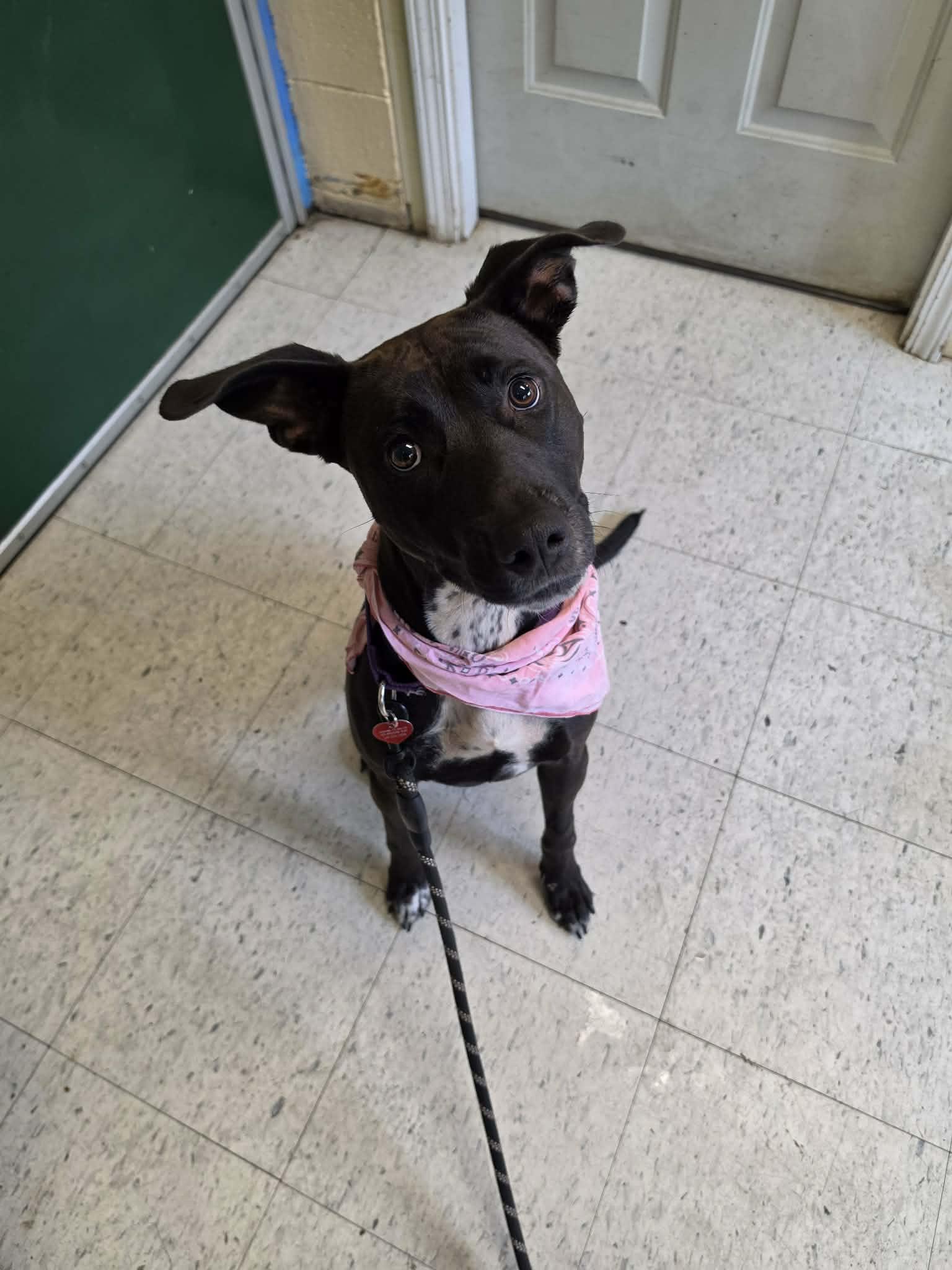 Batty, adopted, Adult Female Doberman Pinscher.