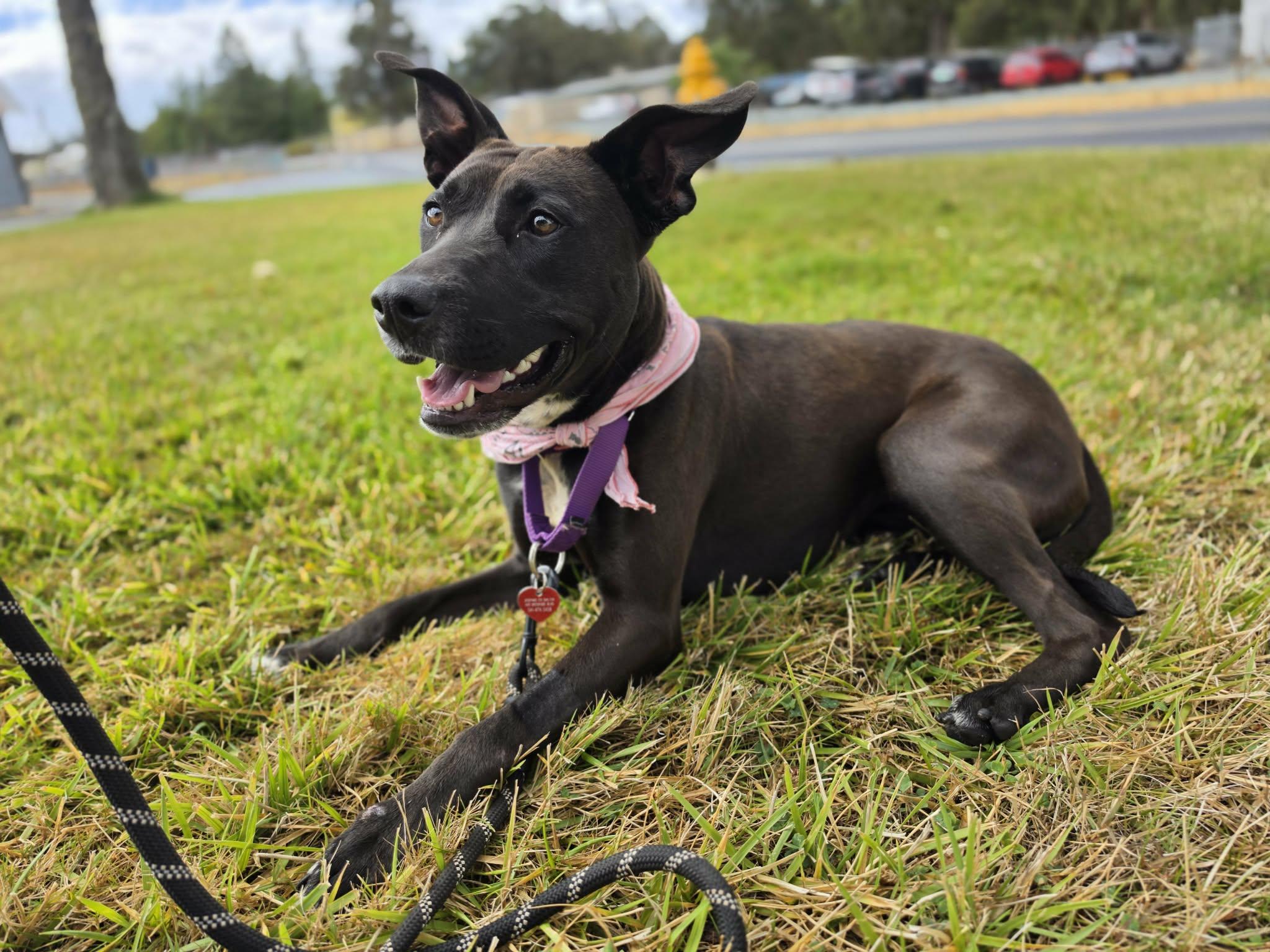 Enlarge Batty, an adopted mixed breed in Grants Pass, OR image 3/5