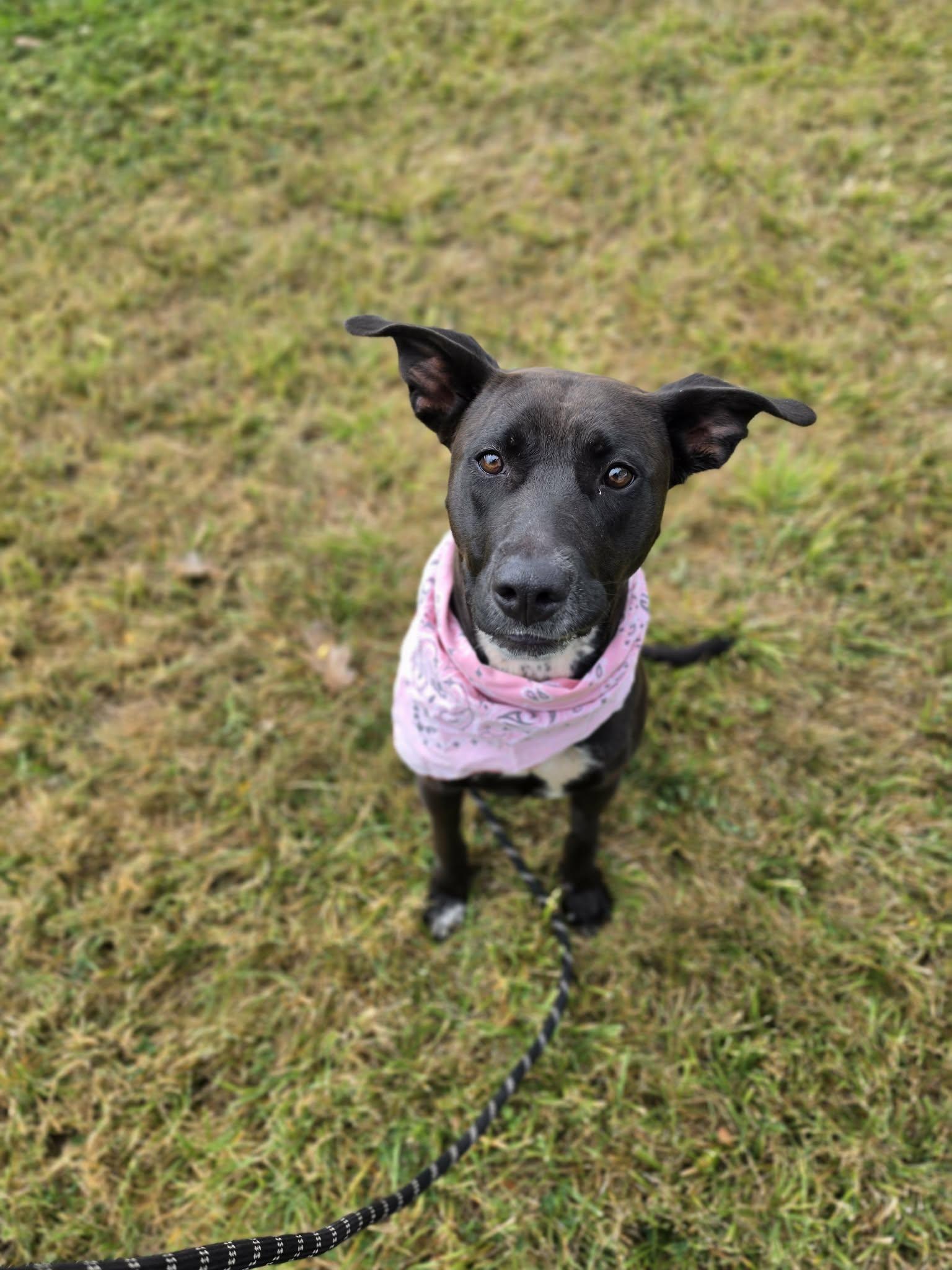 Enlarge Batty, an adopted mixed breed in Grants Pass, OR image 4/5