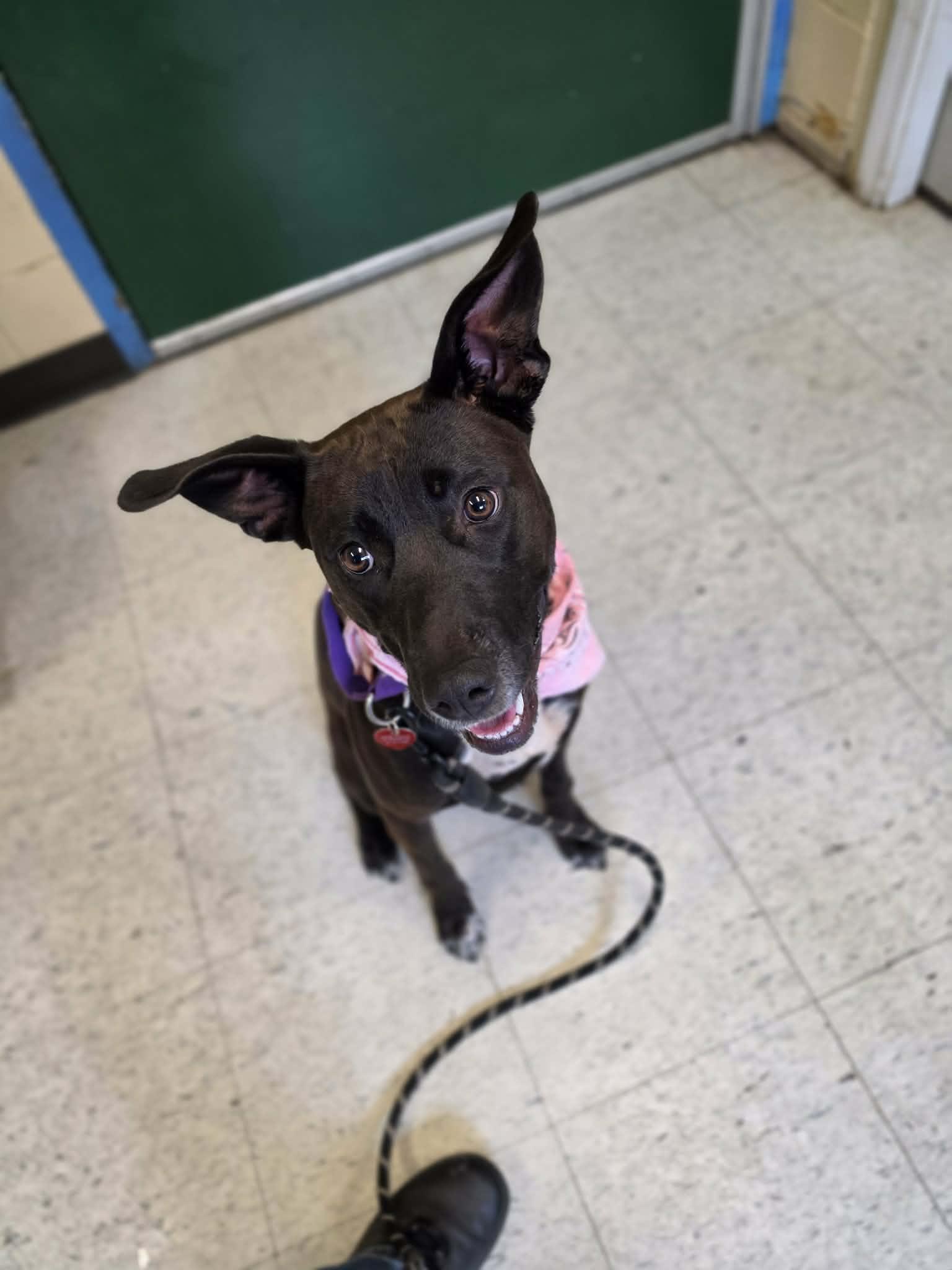 Enlarge Batty, an adopted mixed breed in Grants Pass, OR image 2/5