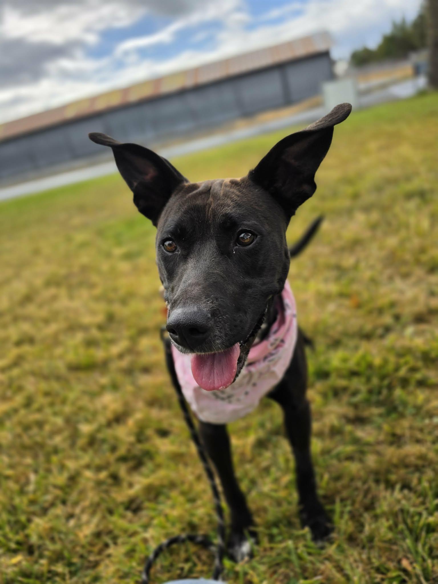 Enlarge Batty, an adopted mixed breed in Grants Pass, OR image 5/5