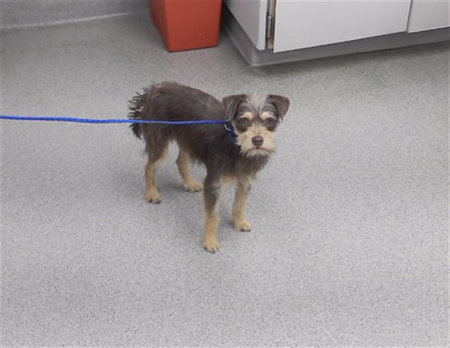 Enlarge HAGRID, a Adoptable mixed breed in Omaha, NE image 1/1