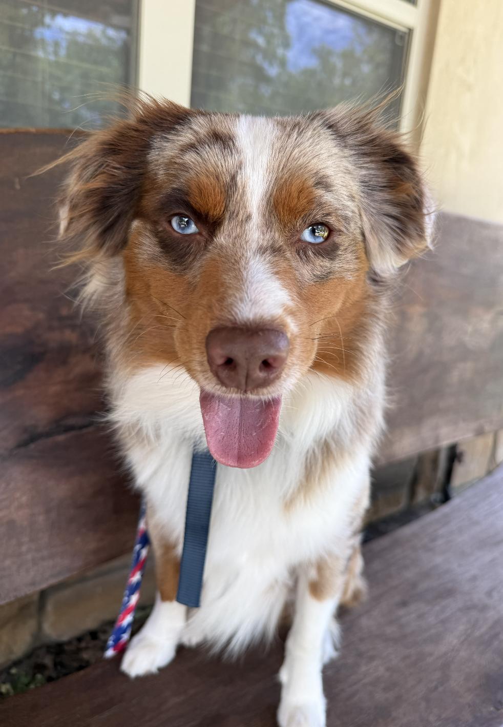 Gunther/Gunner, a Adoptable mixed breed in Arlington, TX image 1/6