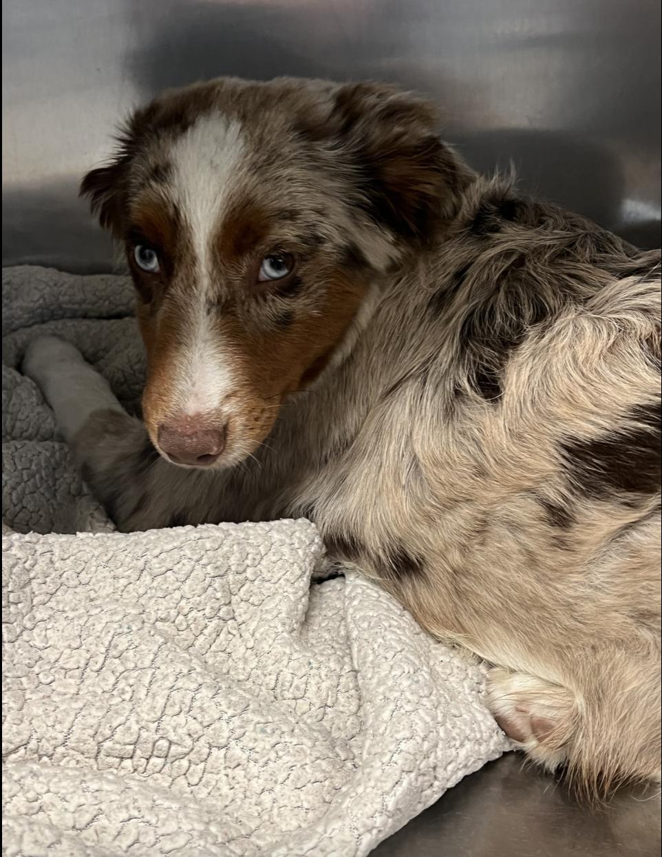 Gunther/Gunner, a Adoptable mixed breed in Arlington, TX image 2/6