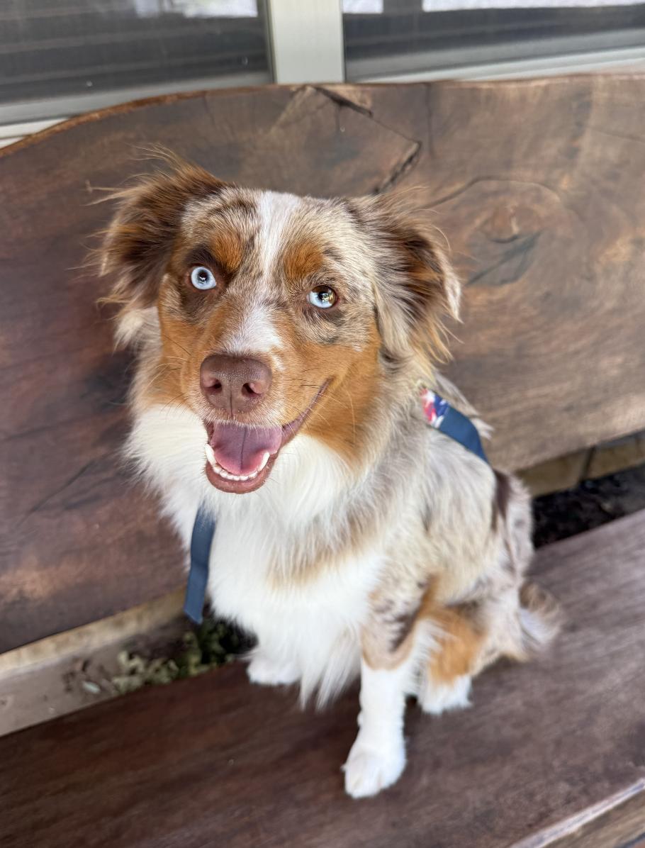 Gunther/Gunner, a Adoptable mixed breed in Arlington, TX image 3/6