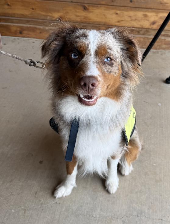 Gunther/Gunner, a Adoptable mixed breed in Arlington, TX image 4/6