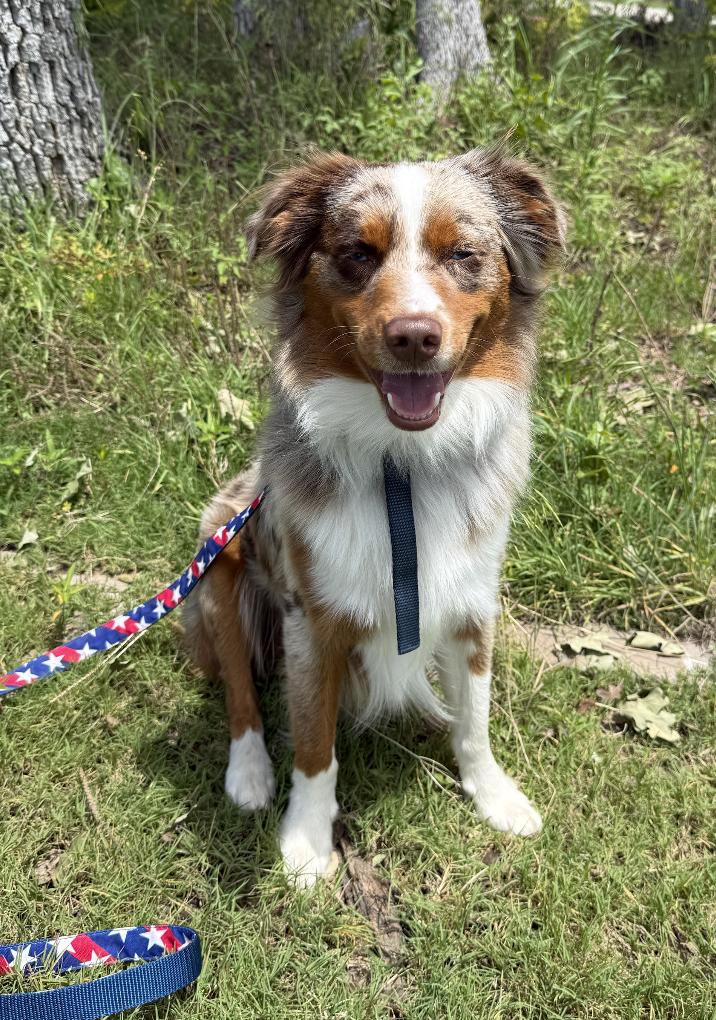 Gunther/Gunner, a Adoptable mixed breed in Arlington, TX image 5/6