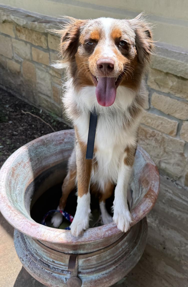 Gunther/Gunner, a Adoptable mixed breed in Arlington, TX image 6/6