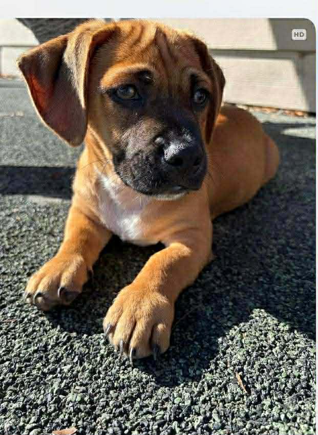 Catfish, ADOPTABLE, Puppy Male Dachshund & German Shepherd Dog.